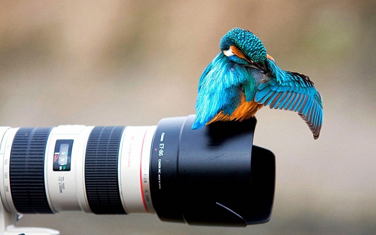 1280x800 Desktop Wallpaper photographic objective Common Kingfisher Birds