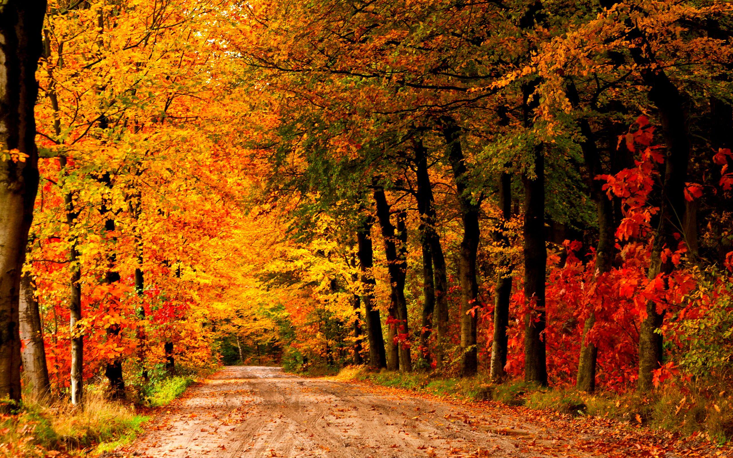 2560x1600 Country Road Autumn