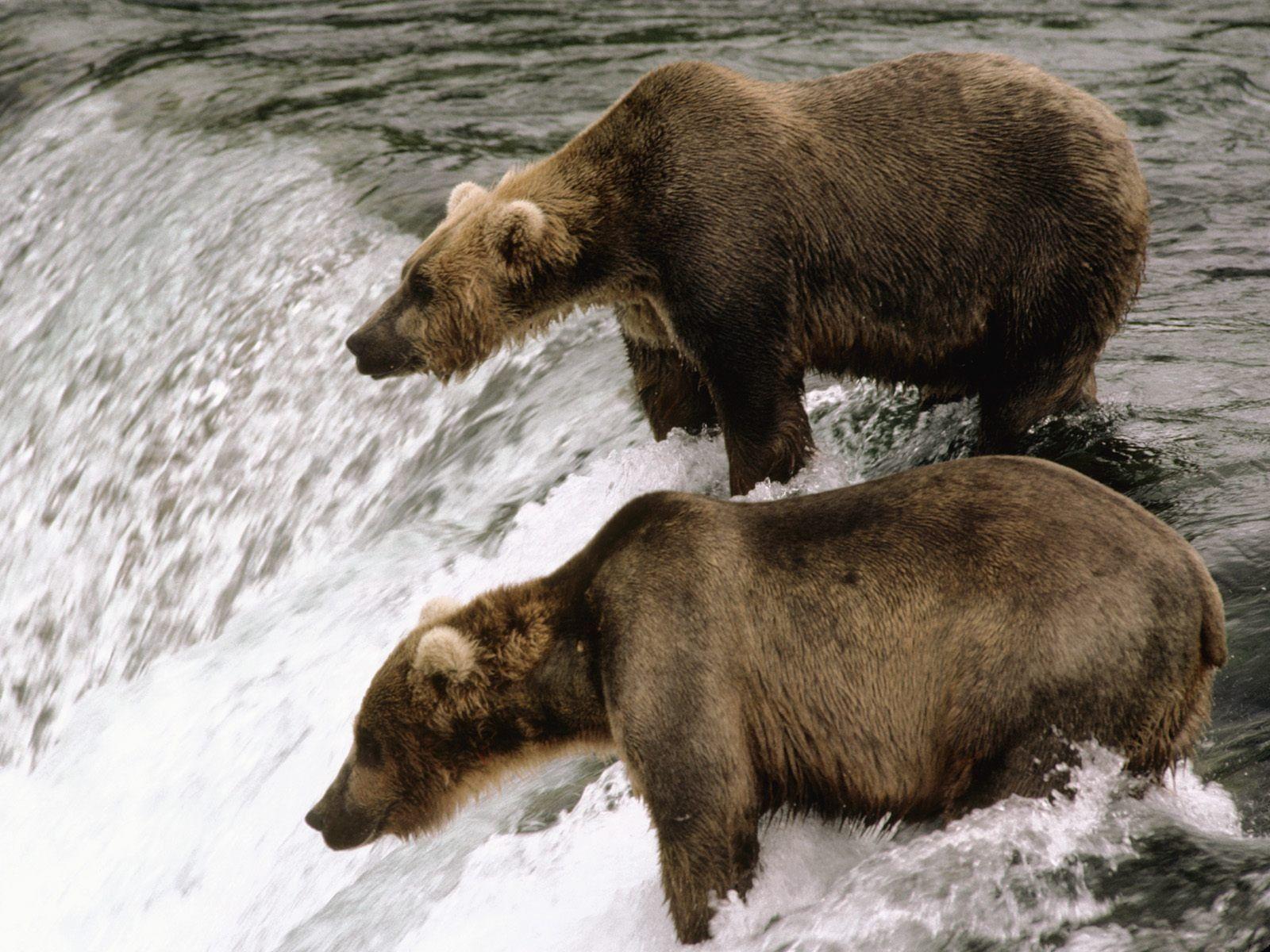 1600x1200 Brown Bear Wallpaper Bears Animals Wallpaper in jpg format