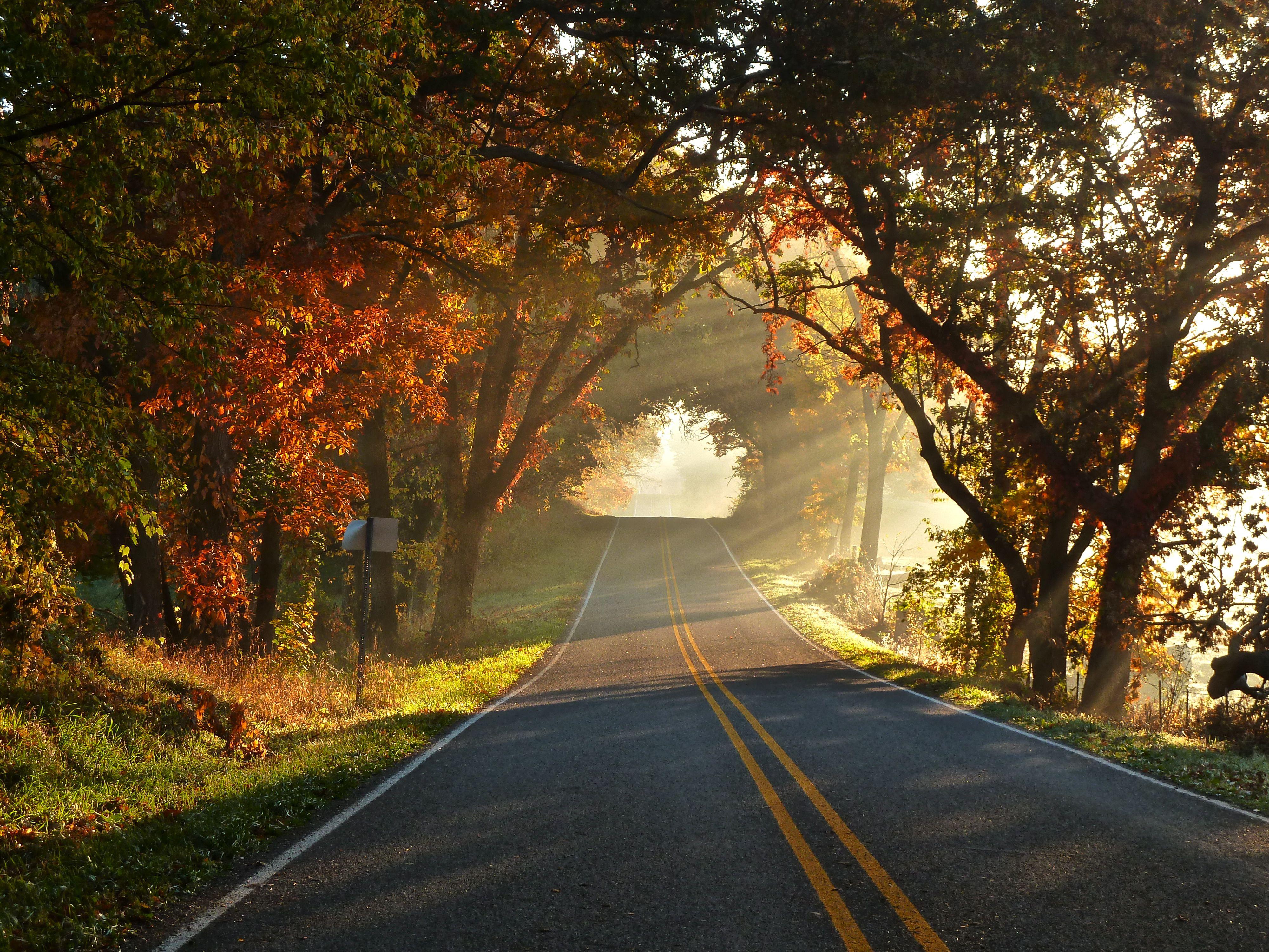 County road. Осенняя дорога. Пейзаж с дорогой. Дорога в осень. Дорога HD.