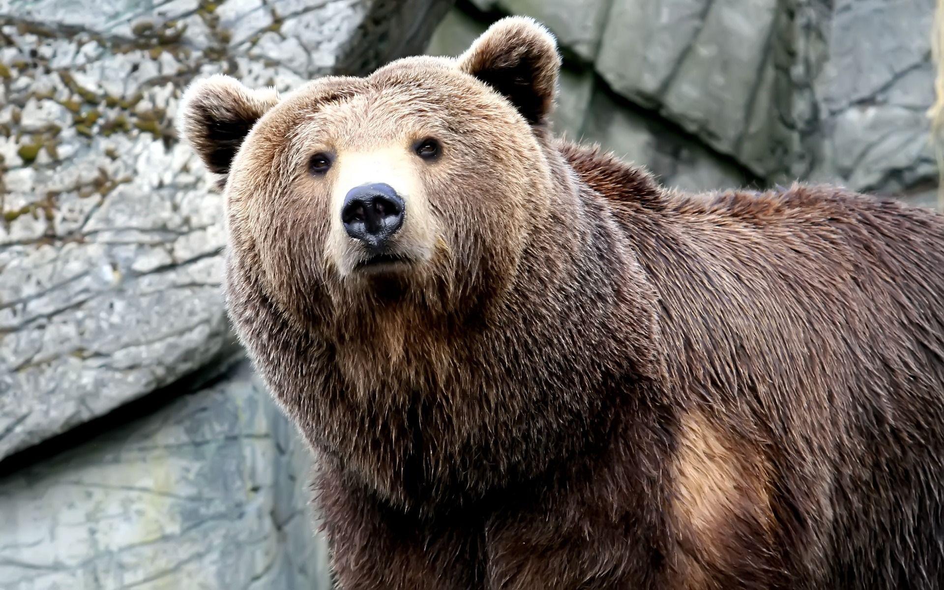 1920x1200 Brown Bear Wallpaperx1200