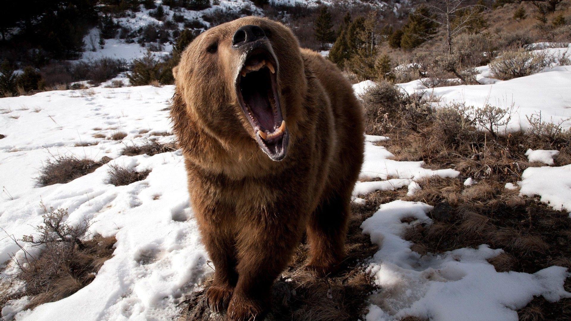 1920x1080 #animals, #teeth, #bears, #open mouth, #roar, #snow