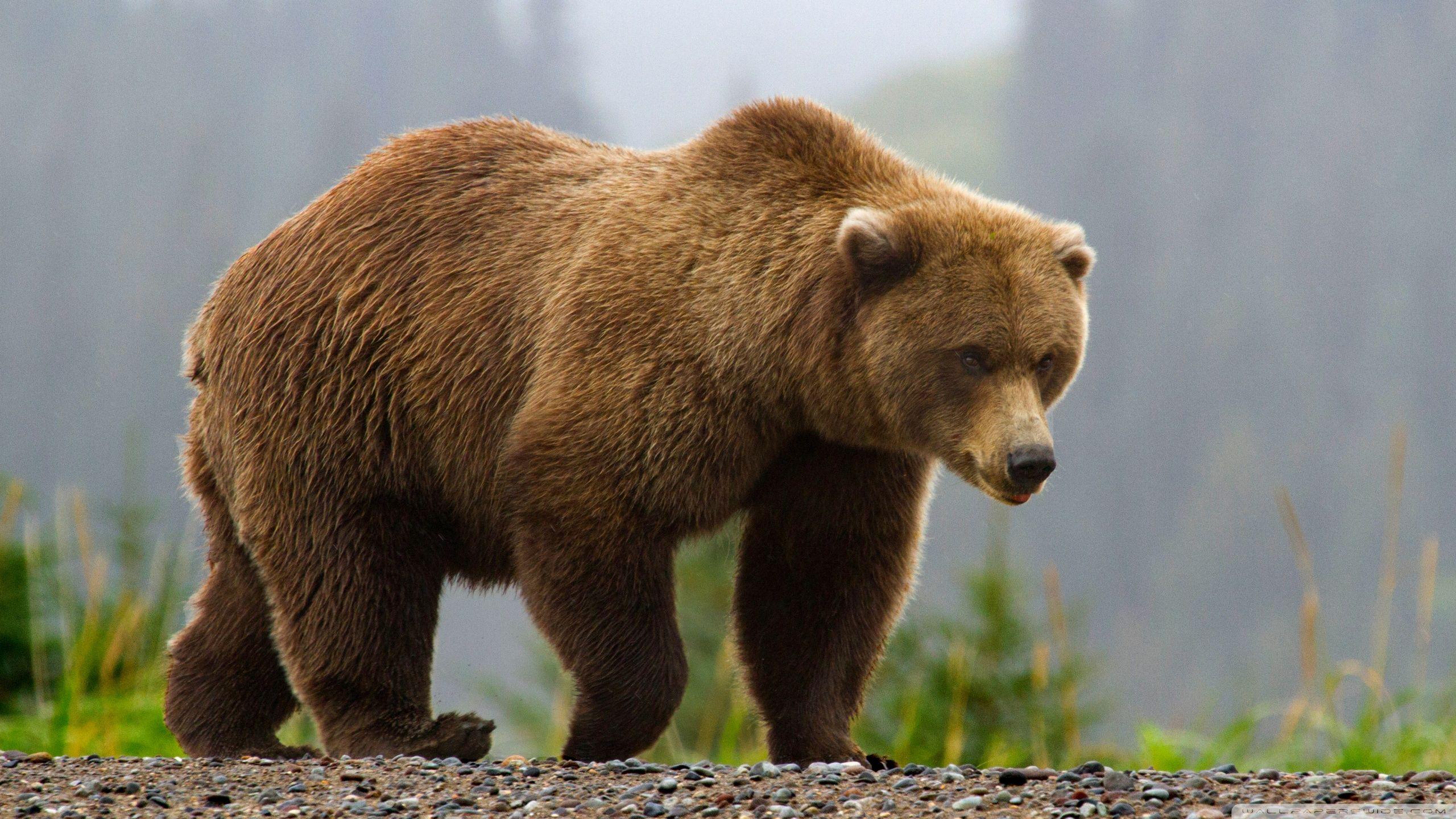 2560x1440 Brown Bear Ultra HD Desktop Background Wallpaper for 4K UHD TV