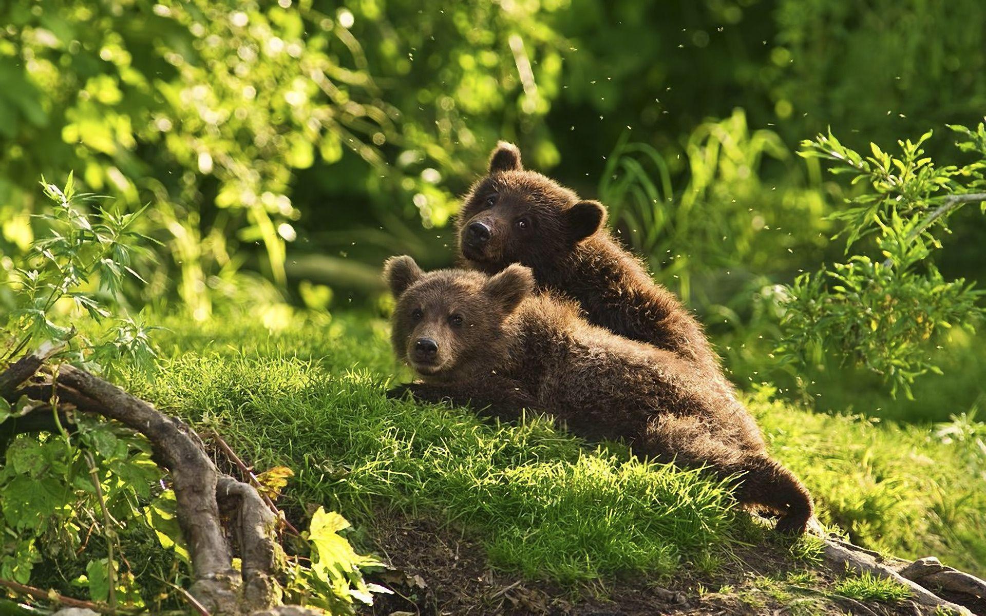 1920x1200 Wallpaper bear cubs, bear, brown bear, grass, tree, forest
