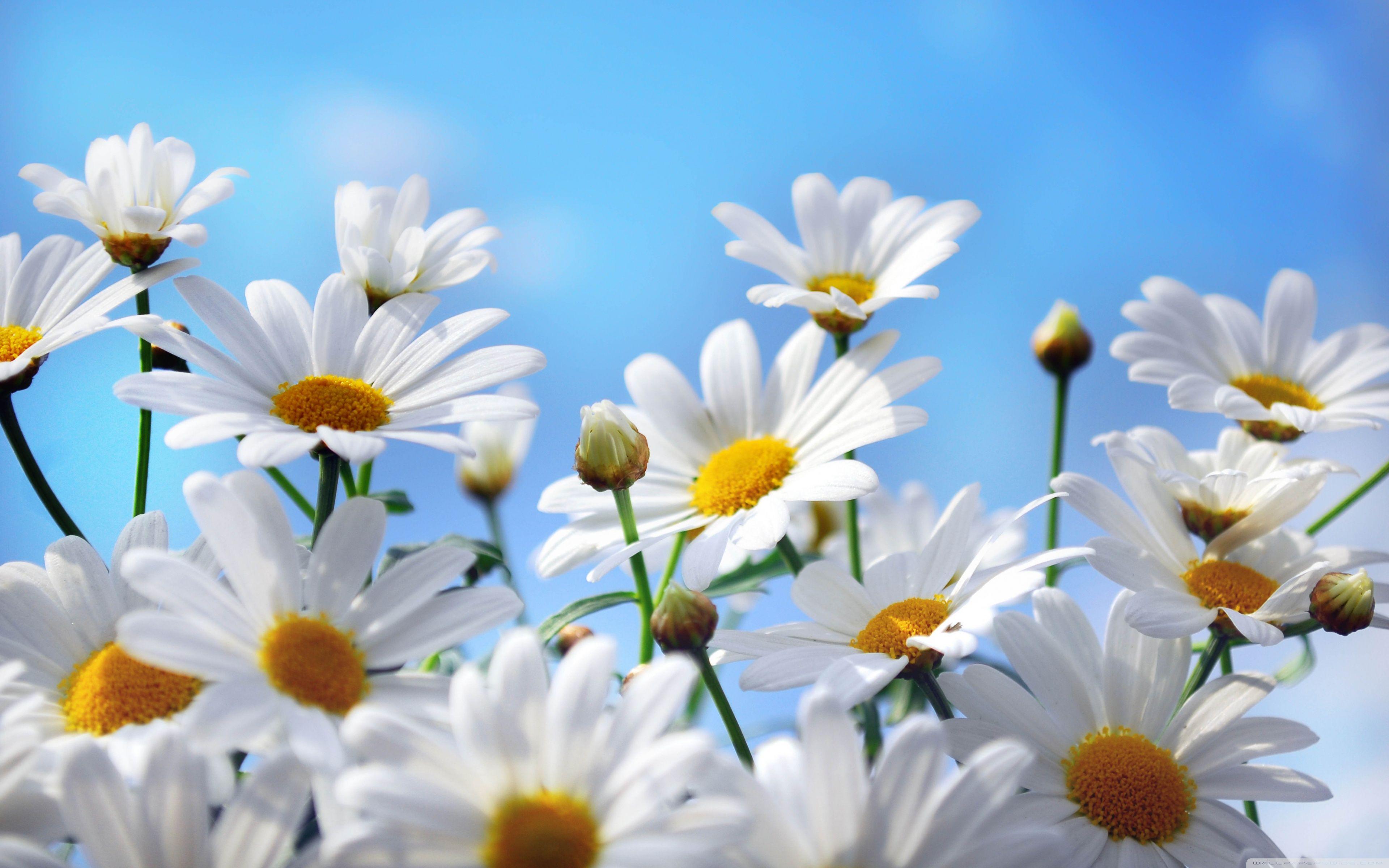 3840x2400 Daisies Ultra HD Desktop Background Wallpaper for : Multi Display