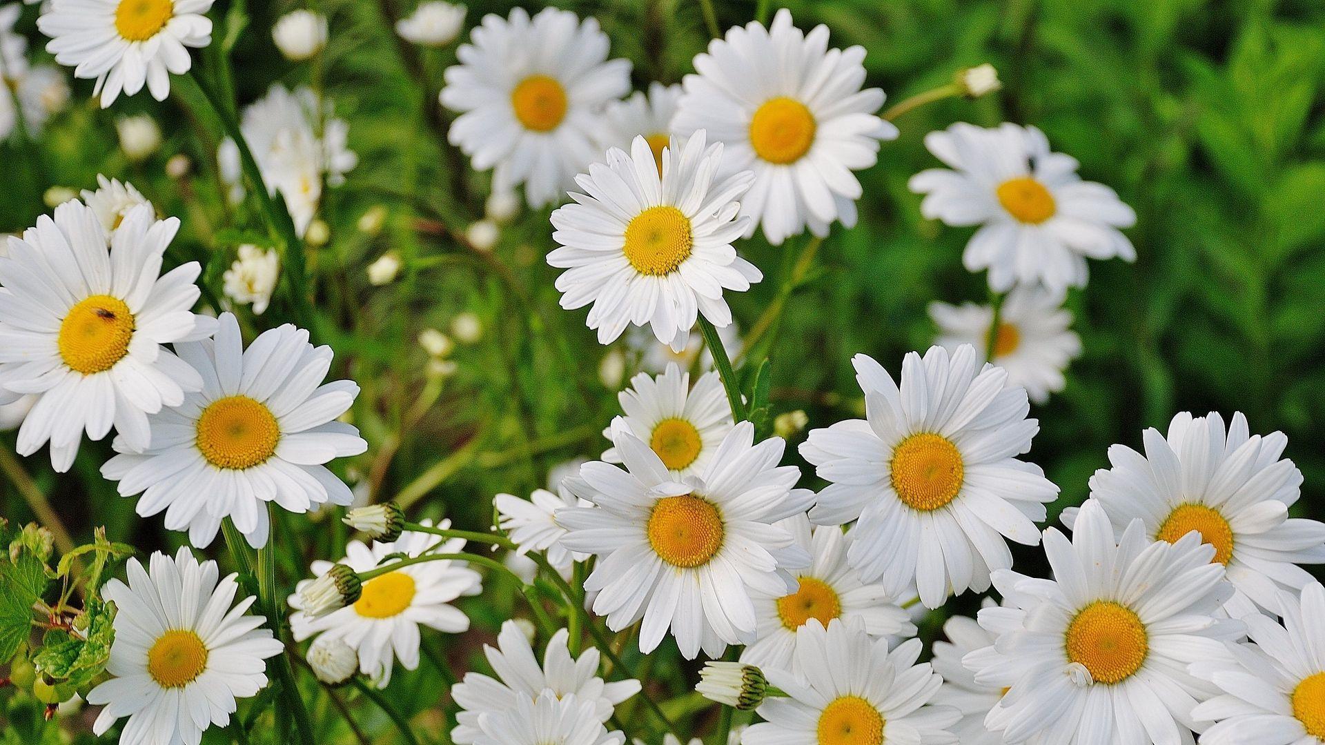 Daisies Wallpapers Top Free Daisies Backgrounds WallpaperAccess