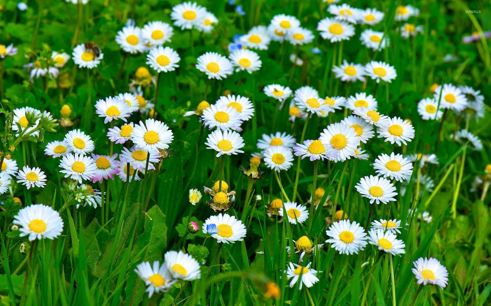 Daisies Wallpapers - Top Free Daisies Backgrounds - WallpaperAccess