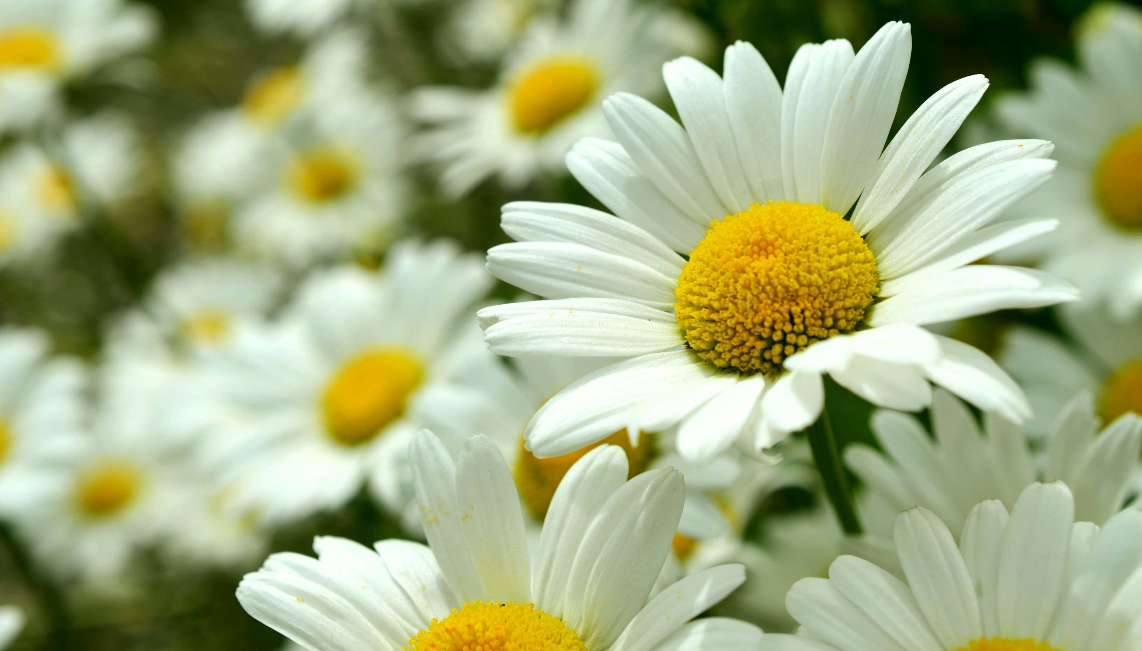 Daisies Wallpapers Top Free Daisies Backgrounds WallpaperAccess