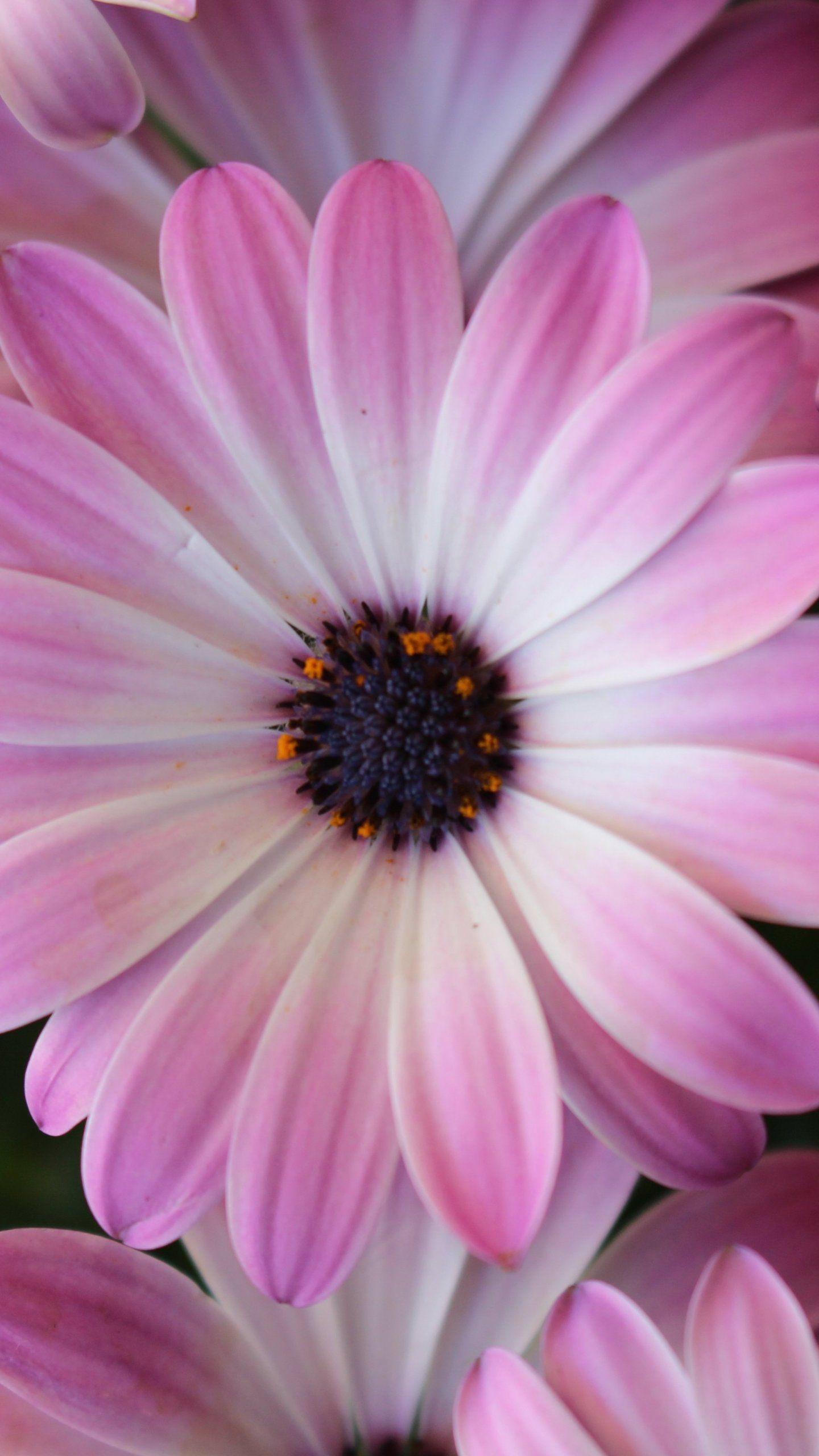 Daisies Wallpapers Top Free Daisies Backgrounds WallpaperAccess