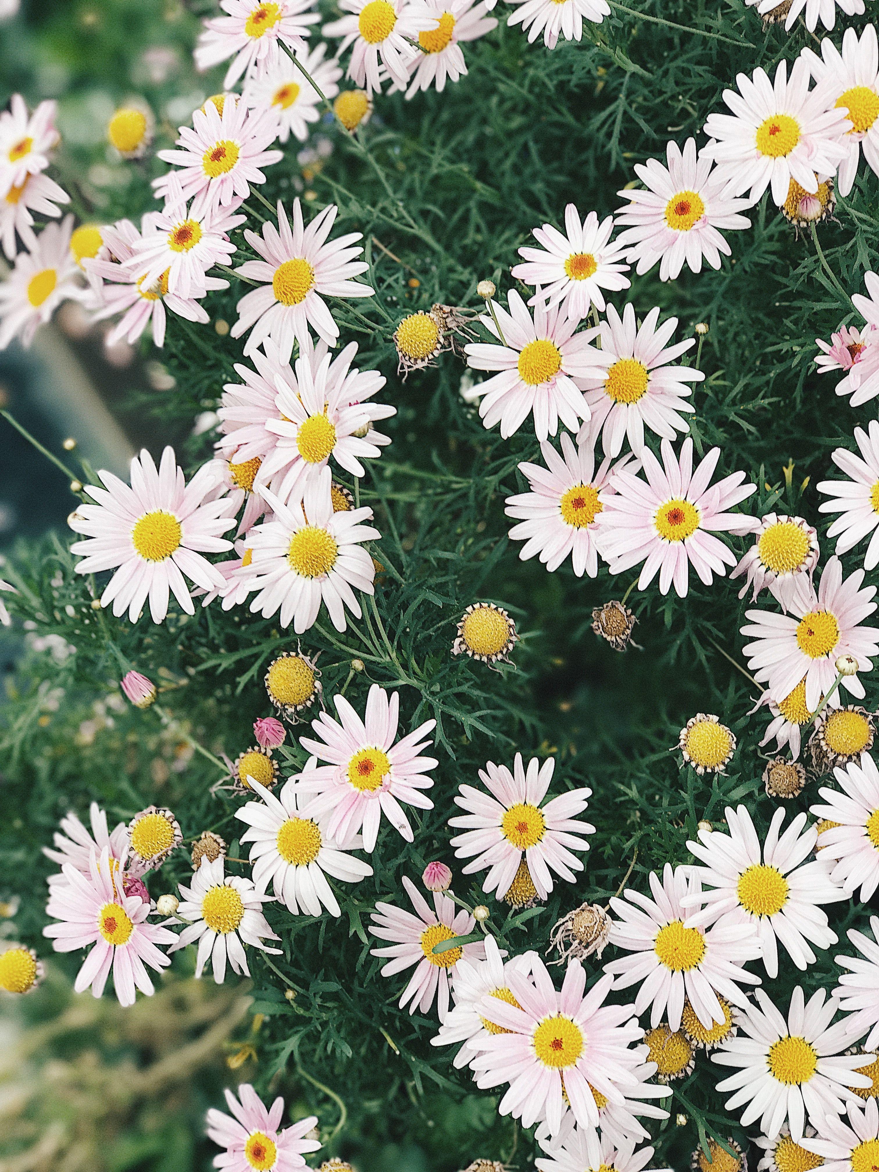 Daisies Wallpapers Top Free Daisies Backgrounds WallpaperAccess