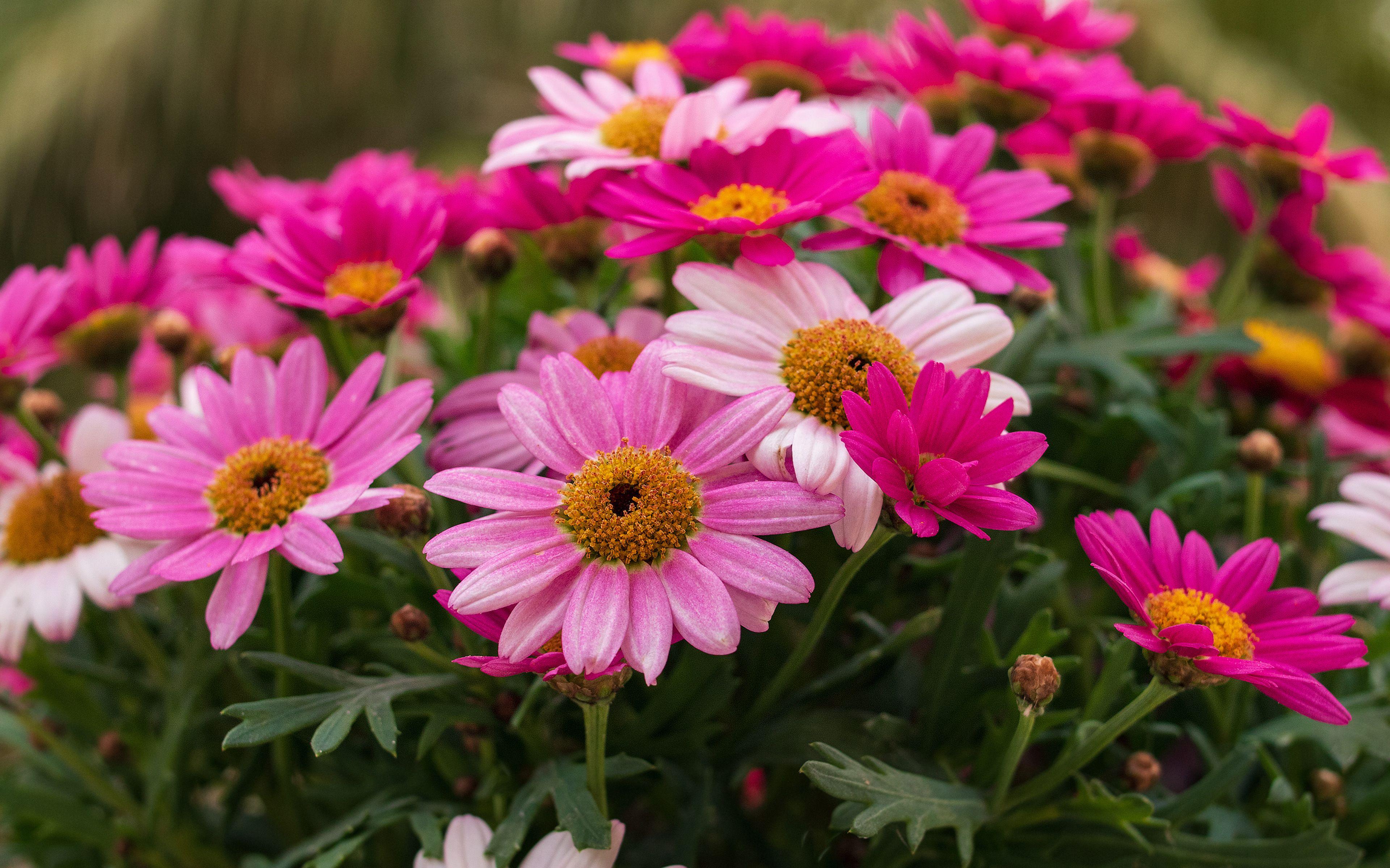 3840x2400 Pink Daisies 4k Ultra HD Wallpaper. Background Imagex2400