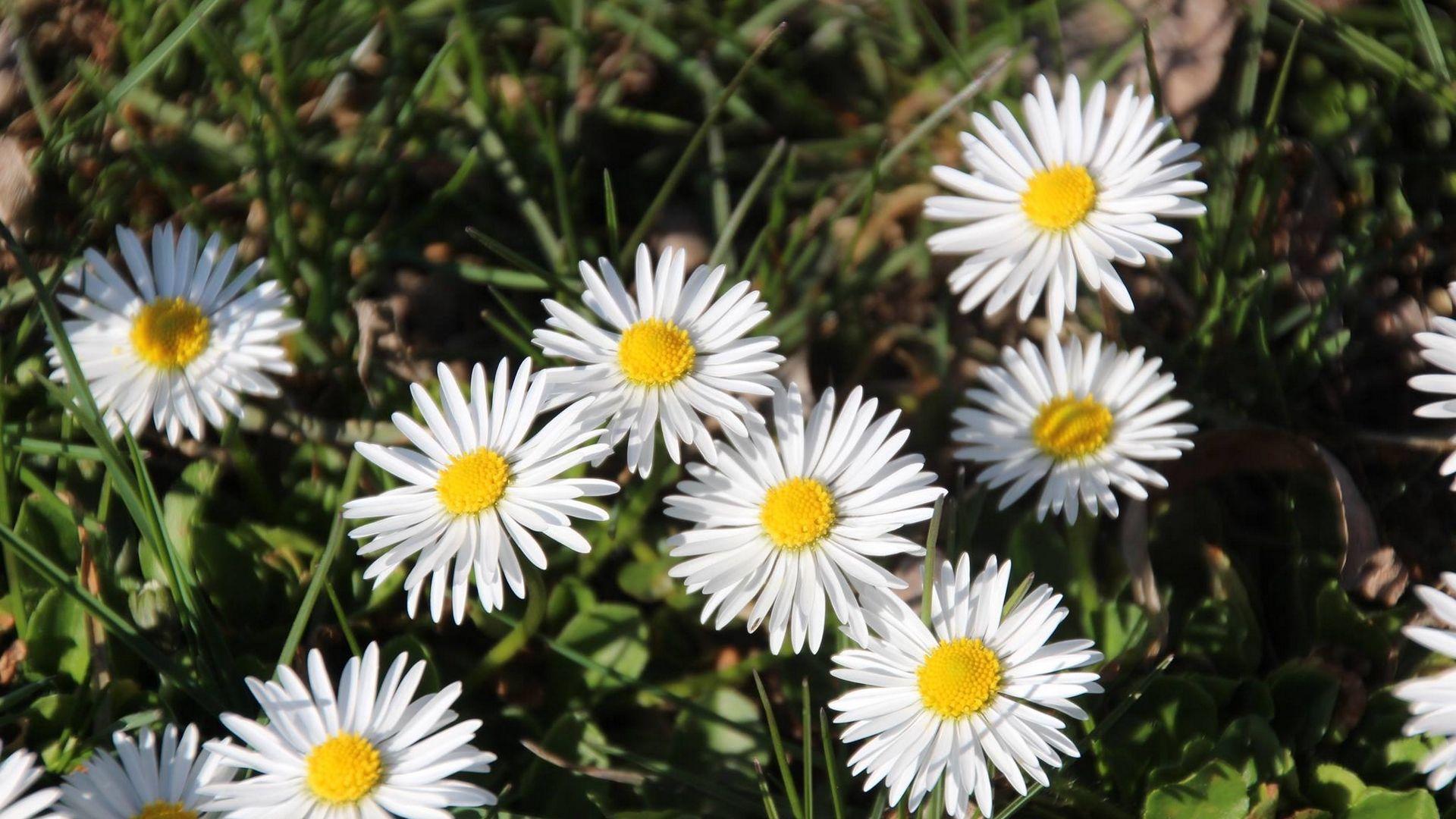 1920x1080 Download wallpaper 1920x1080 daisies, flowers, grass, plant