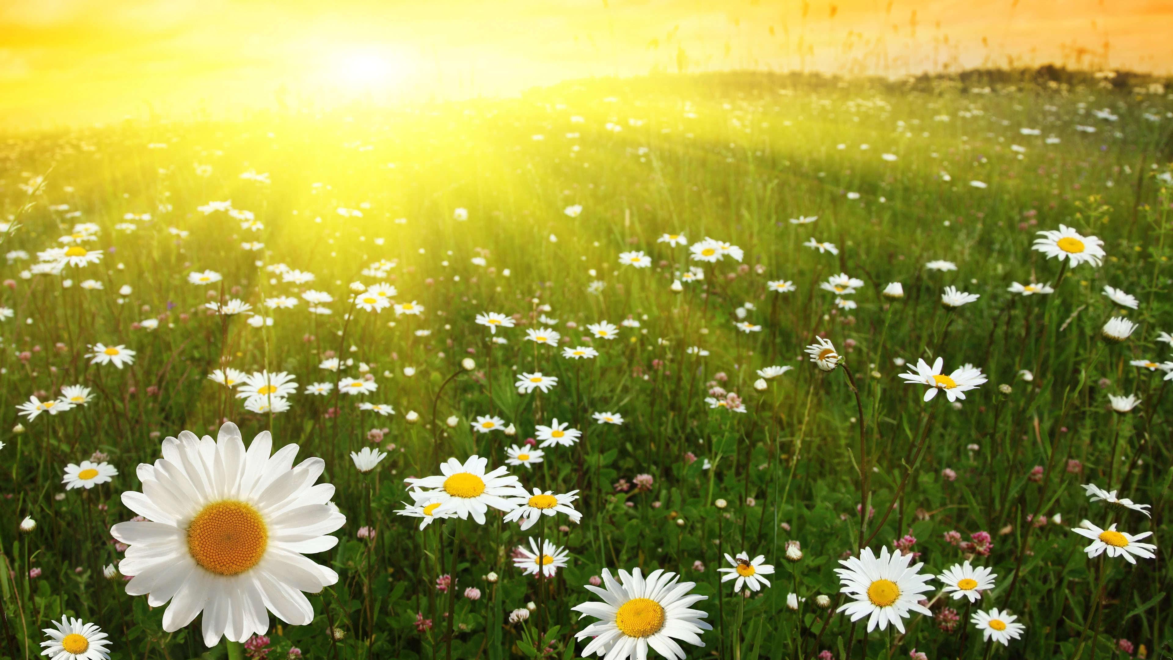 3840x2160 Daisies Sunny Field UHD 4K Wallpaper