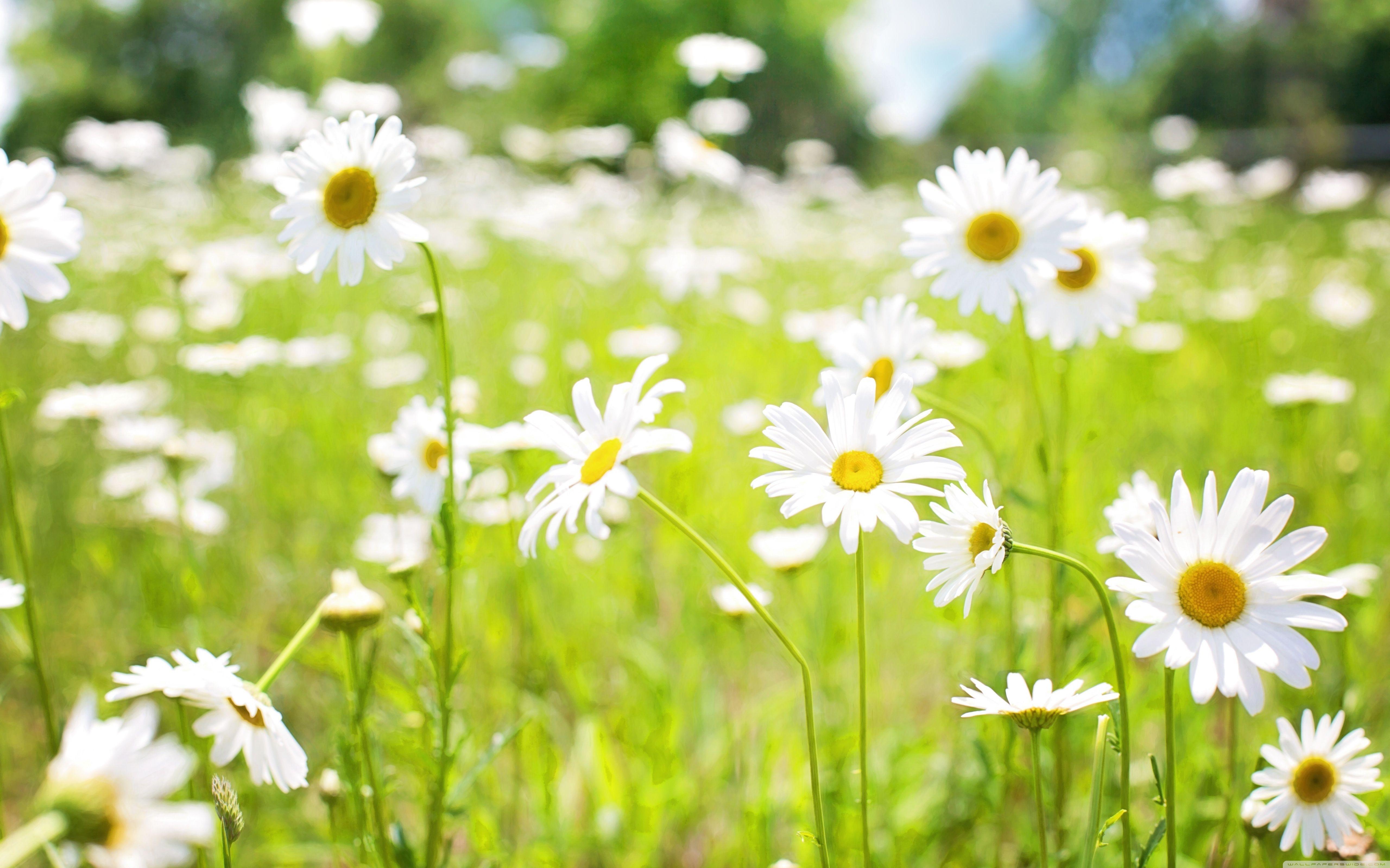 5120x3200 Daisies Field Ultra HD Desktop Background Wallpaper for : Multi