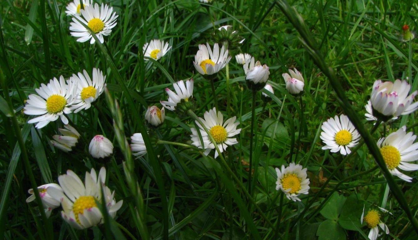 1336x768 daisies, flowers, fields HD Laptop Wallpaper, HD Flowers