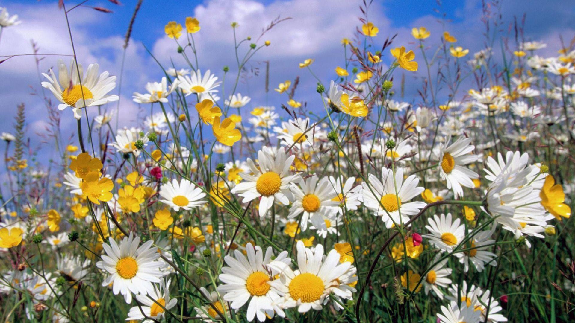 1920x1080 Daisies Wallpaper