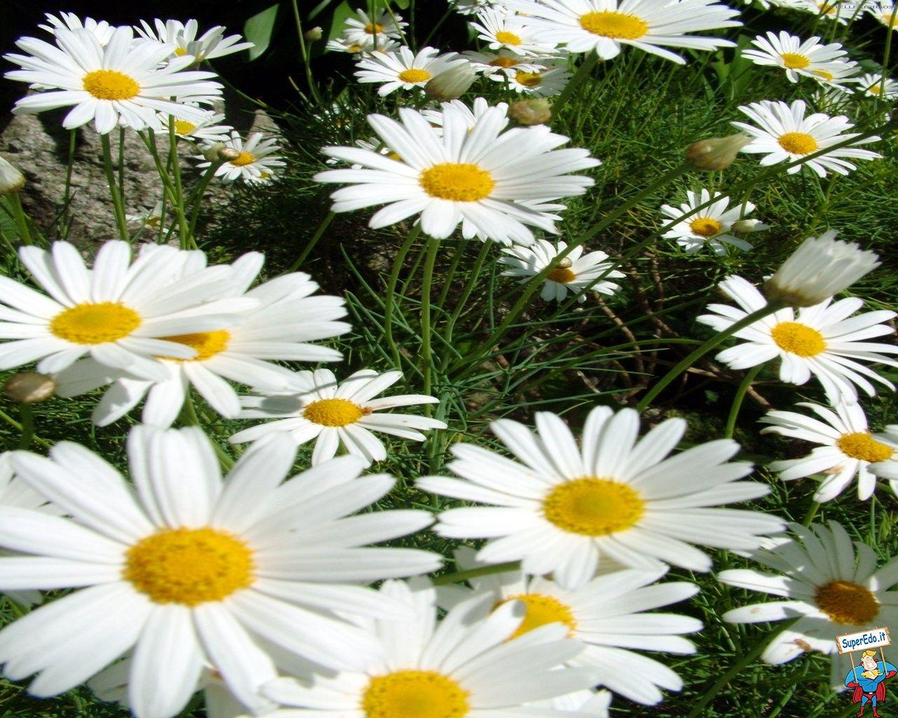 1280x1024 Daisies Wallpaper • 25 HD Wallpaper