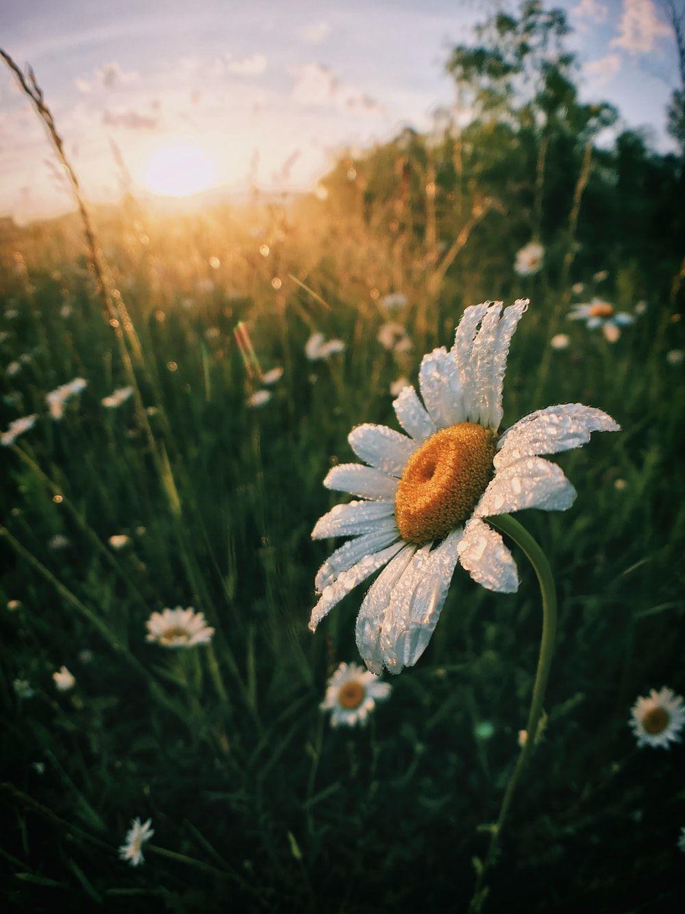 1000x1333 Daisy Picture. Download Free Image