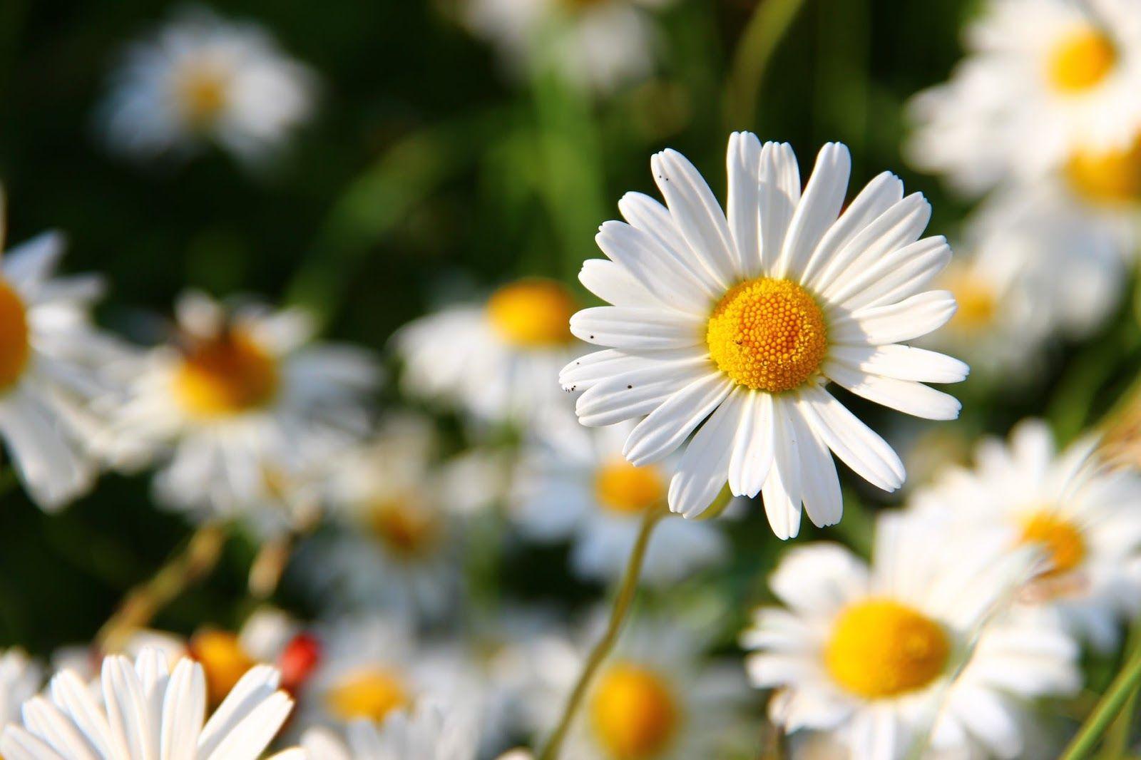 1600x1066 Flower Wallpaper. White Daisy. HD Daisy Wallpaper HD walls