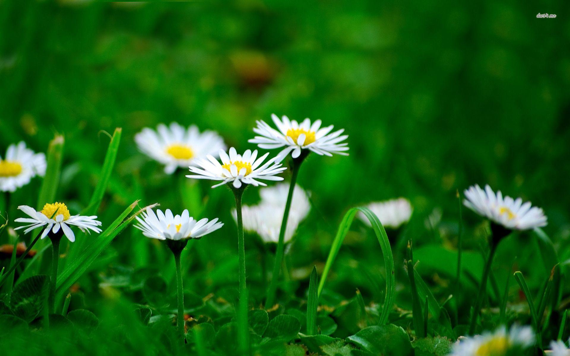 1920x1200 Daisies wallpaper wallpaper