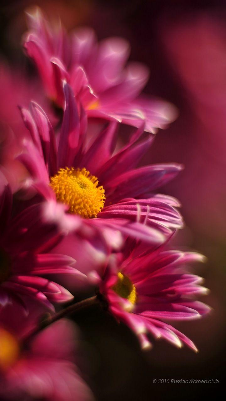 720x1280 Huawei Y6 Pro Background: 720x1280 Wallpaper. Free. 58