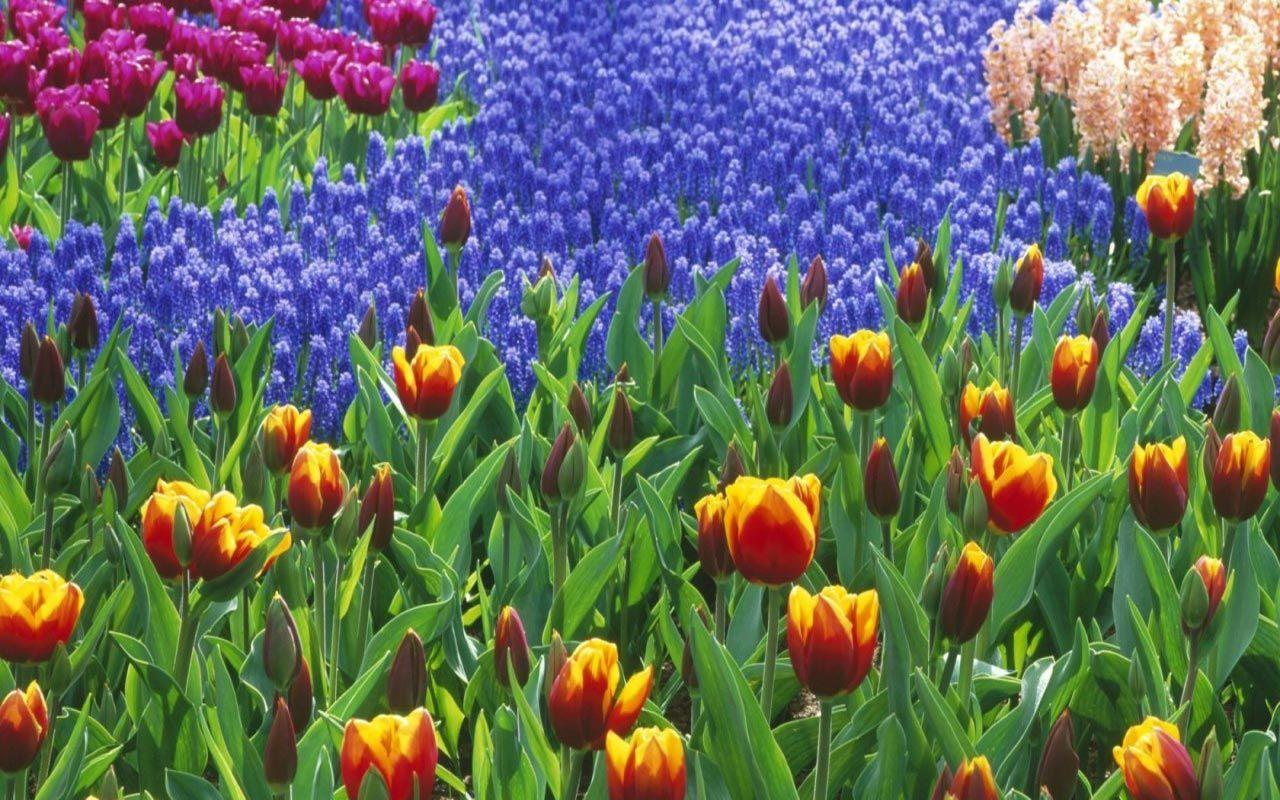 1280x800 Spring scenes wallpaper