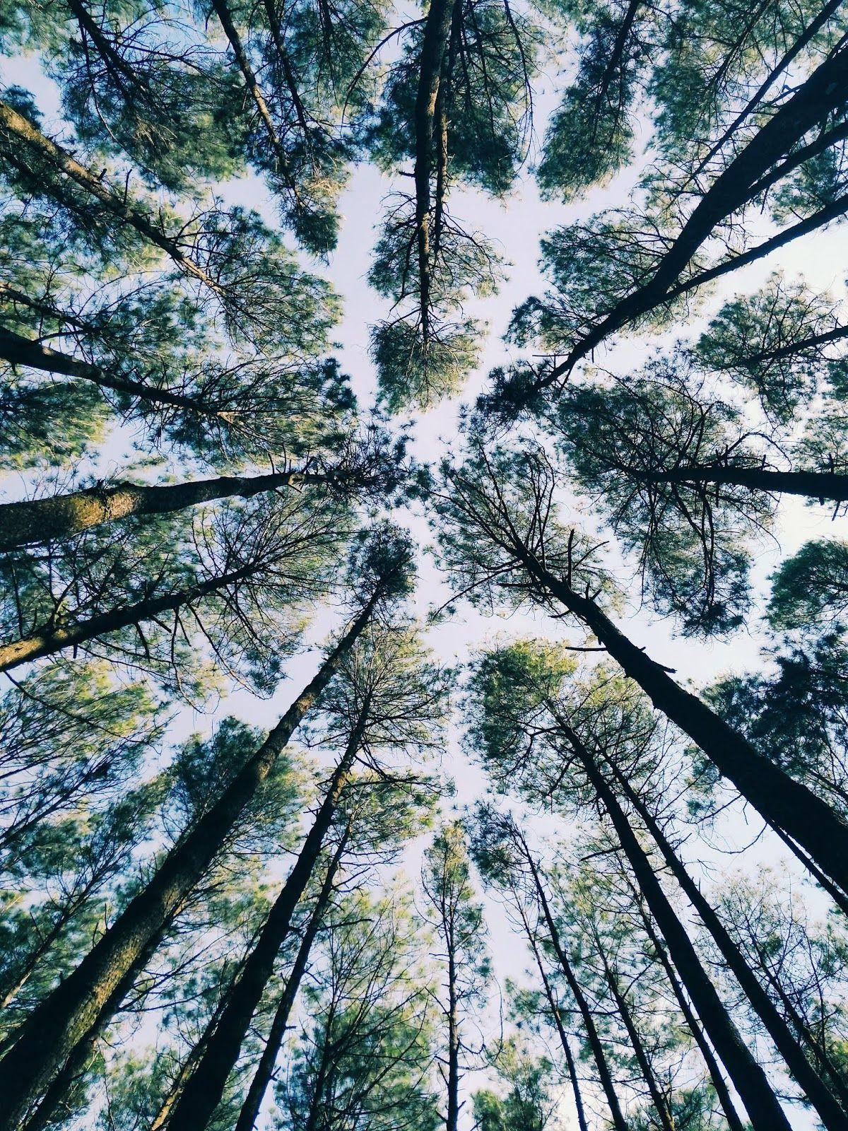 1200x1600 Hutan Pinus Mangunan, Bantul, Yogyakarta Pine, Download