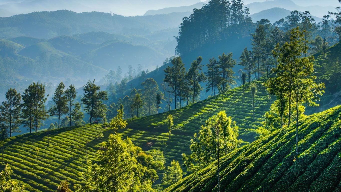 1366x768 India's Northeast: Tea Fields, Rhinos & River Cruise. India Tours & Luxury Travel