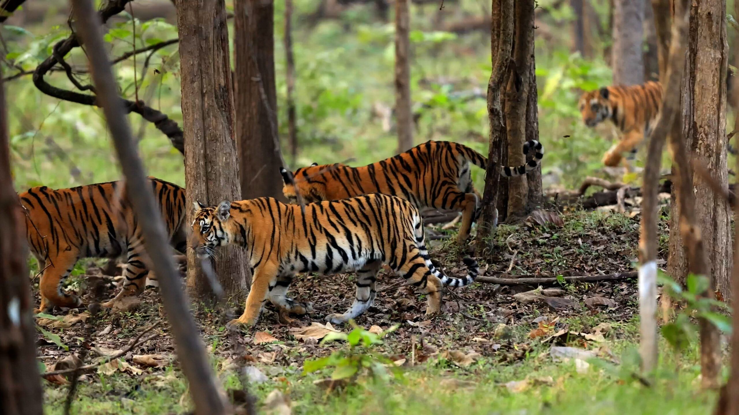 2560x1440 India's Innovative Solutions To Human Wildlife Conflict