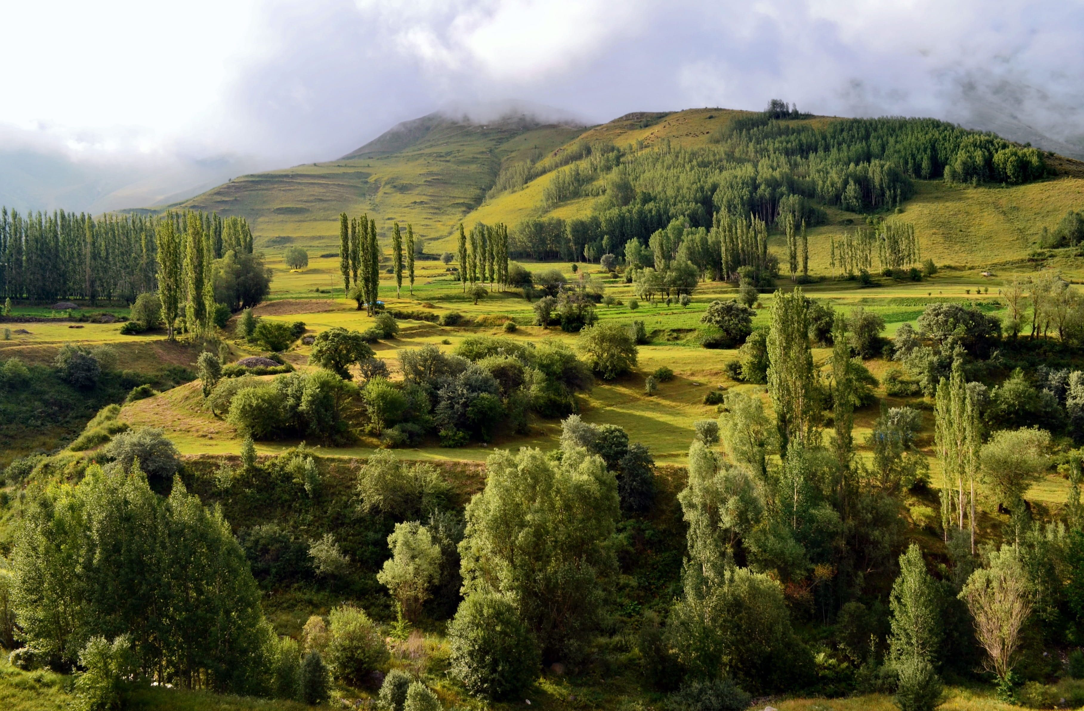 3634x2385 Royalty Free Photo: Green Trees In Mountains During Daytime