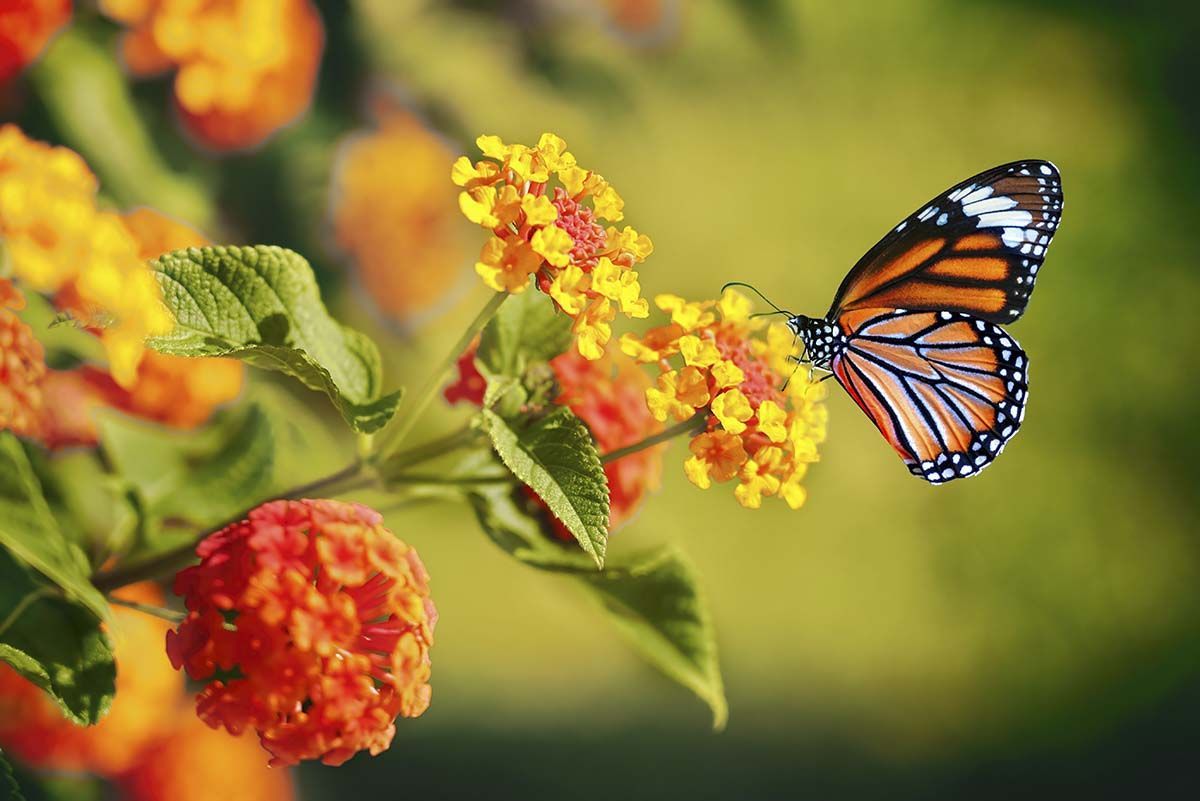 1200x801 Beautiful Butterfly and Flower Wallpaper for Home