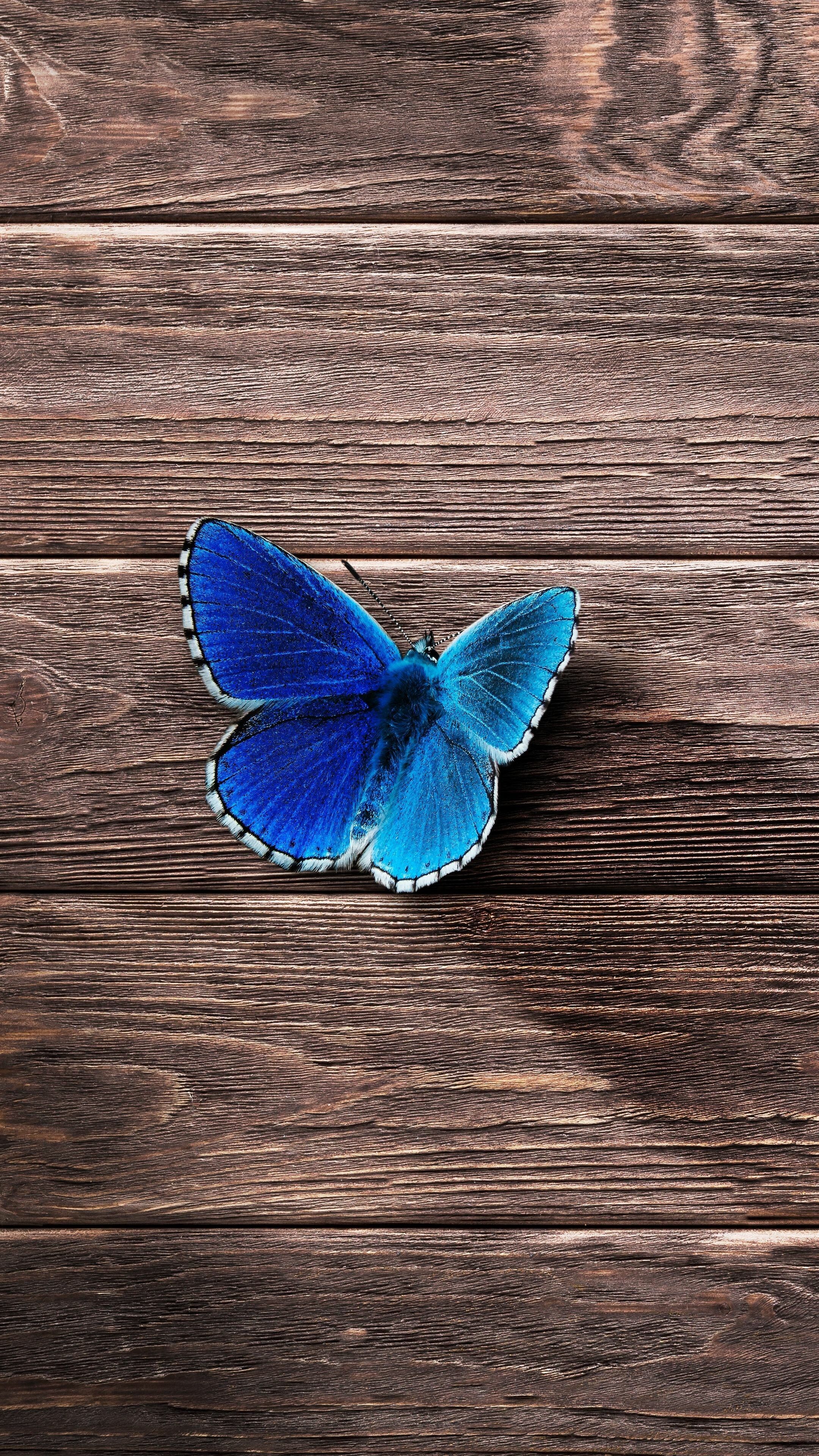 2160x3840 Butterfly Wallpaper
