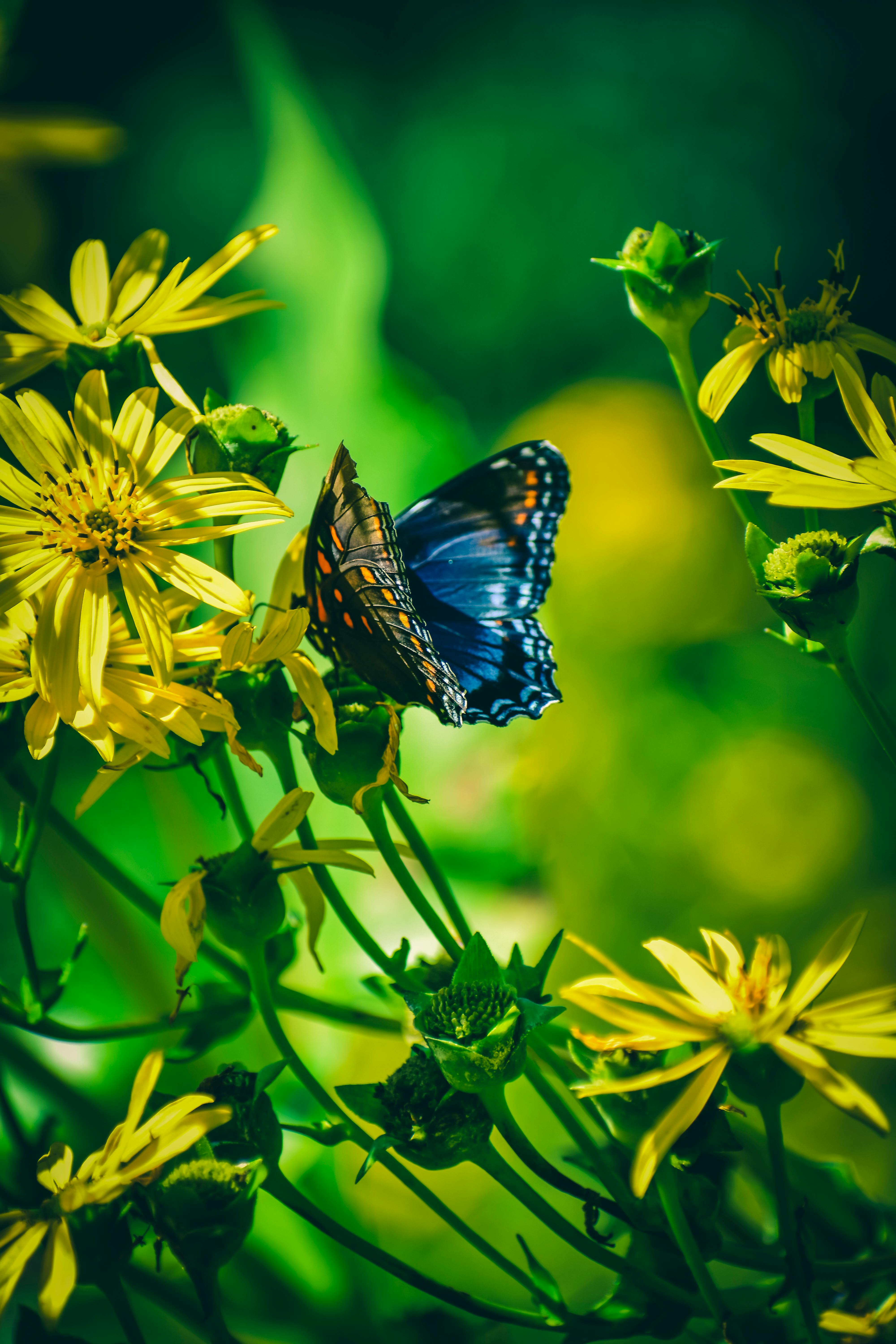 4000x6000 Butterfly Wallpaper Photo, Download The BEST Free Butterfly Wallpaper & HD Image