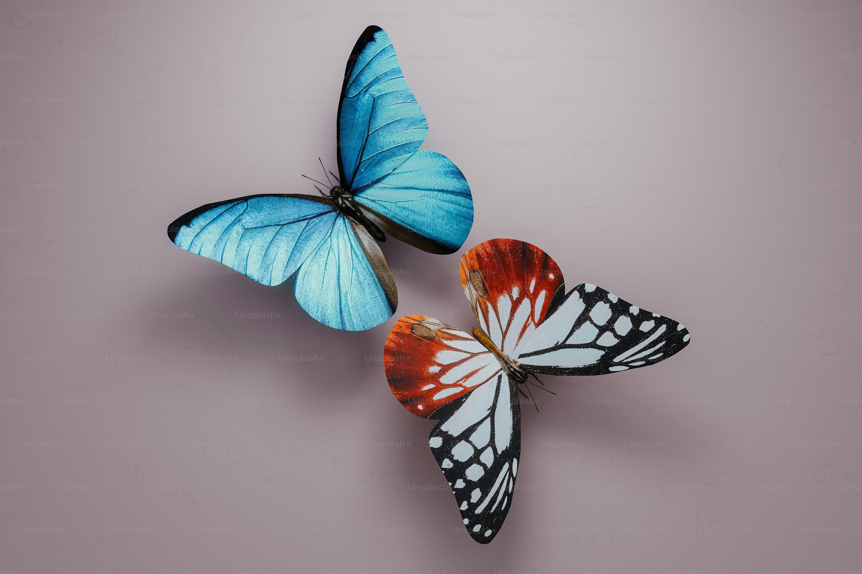 3000x2000 Butterfly Wallpaper: Free HD Download [HQ]