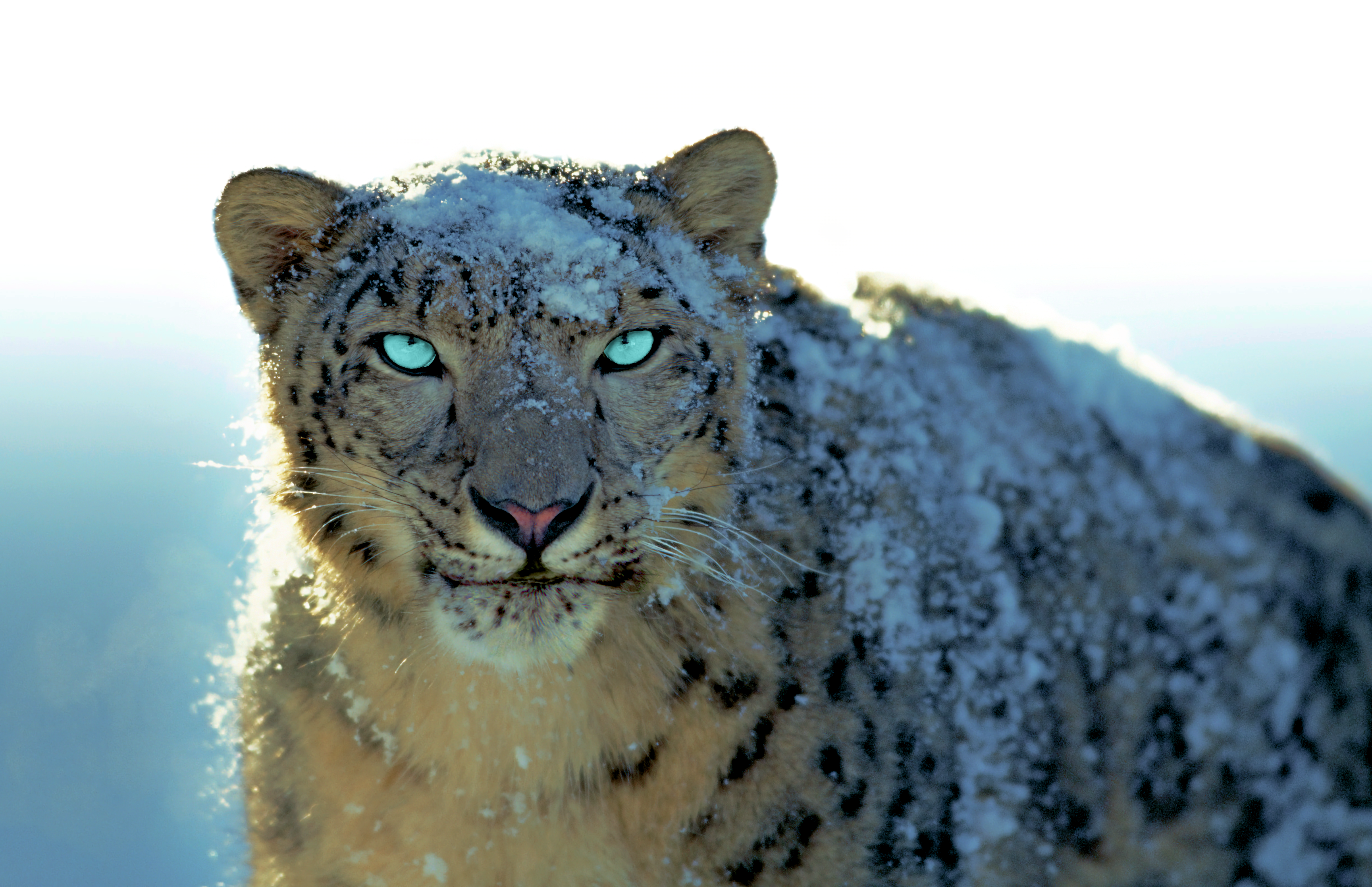 3456x2234 Mac OS X Snow Leopard 4k [3456×2234]