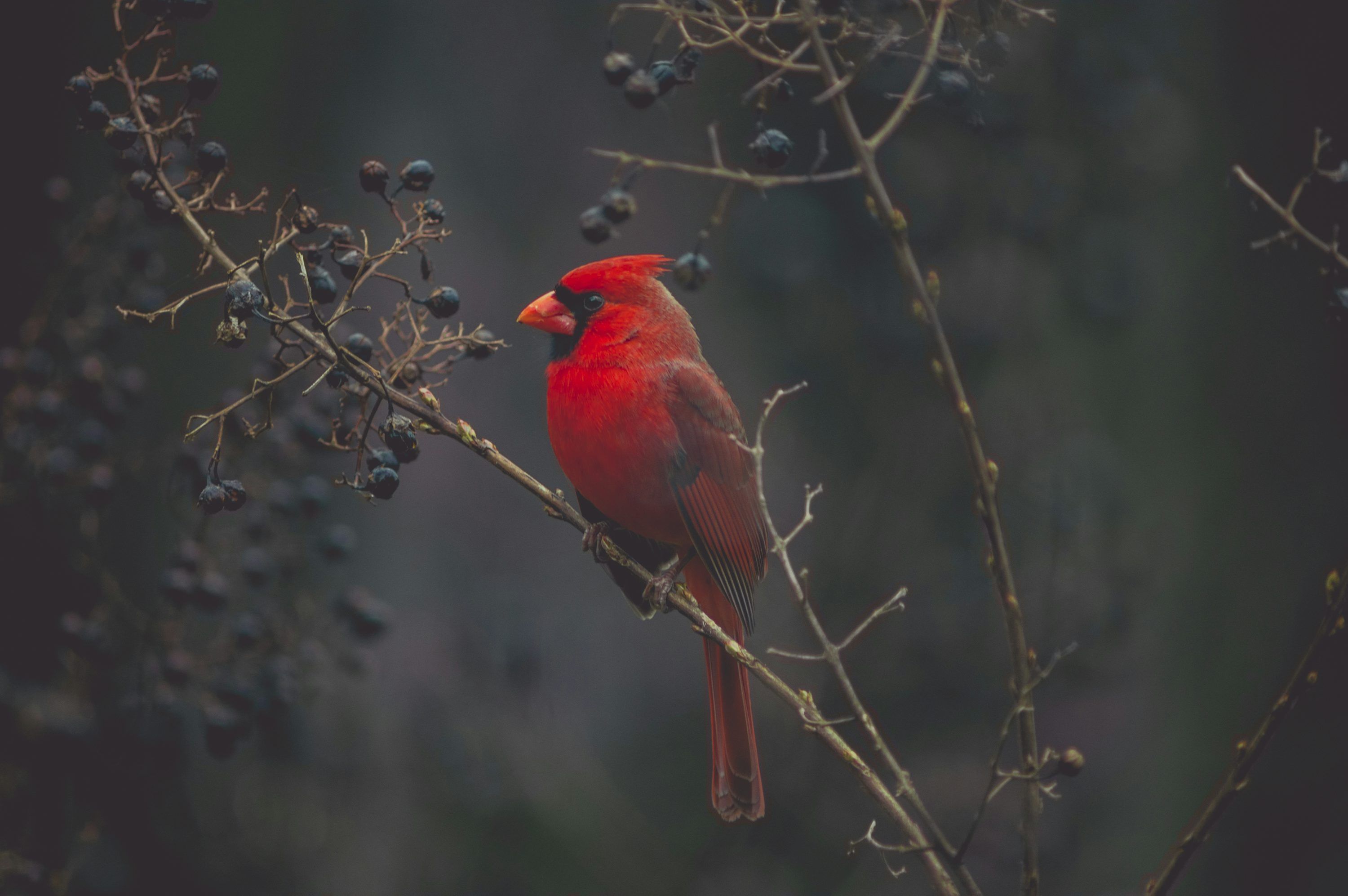 3000x1993 Bird Wallpaper: Free HD Download [HQ]