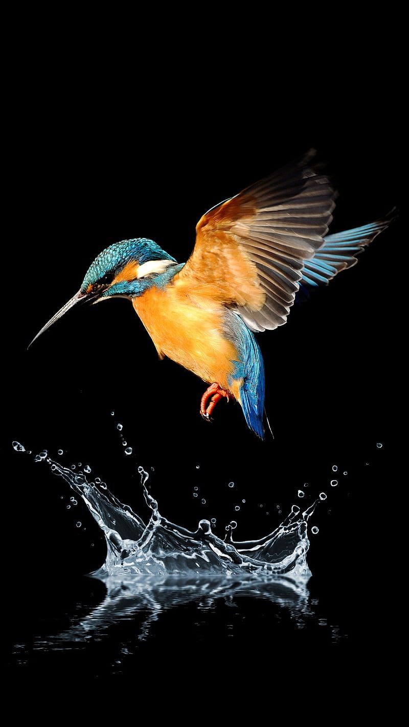 800x1422 HUMMINGBIRD, animals, bird, birds, humming, nature, HD phone wallpaper