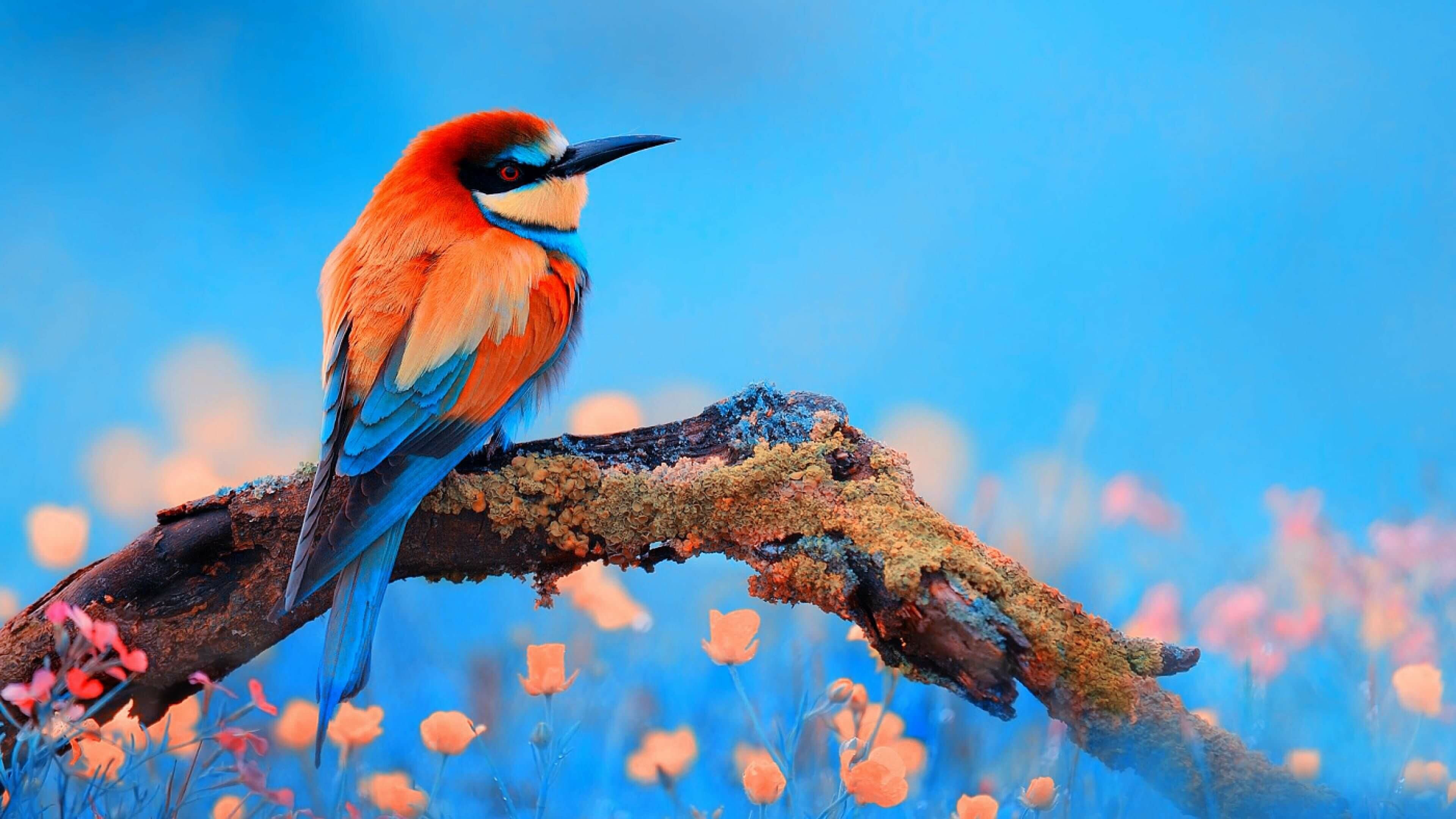 3840x2160 Bird Wallpaper