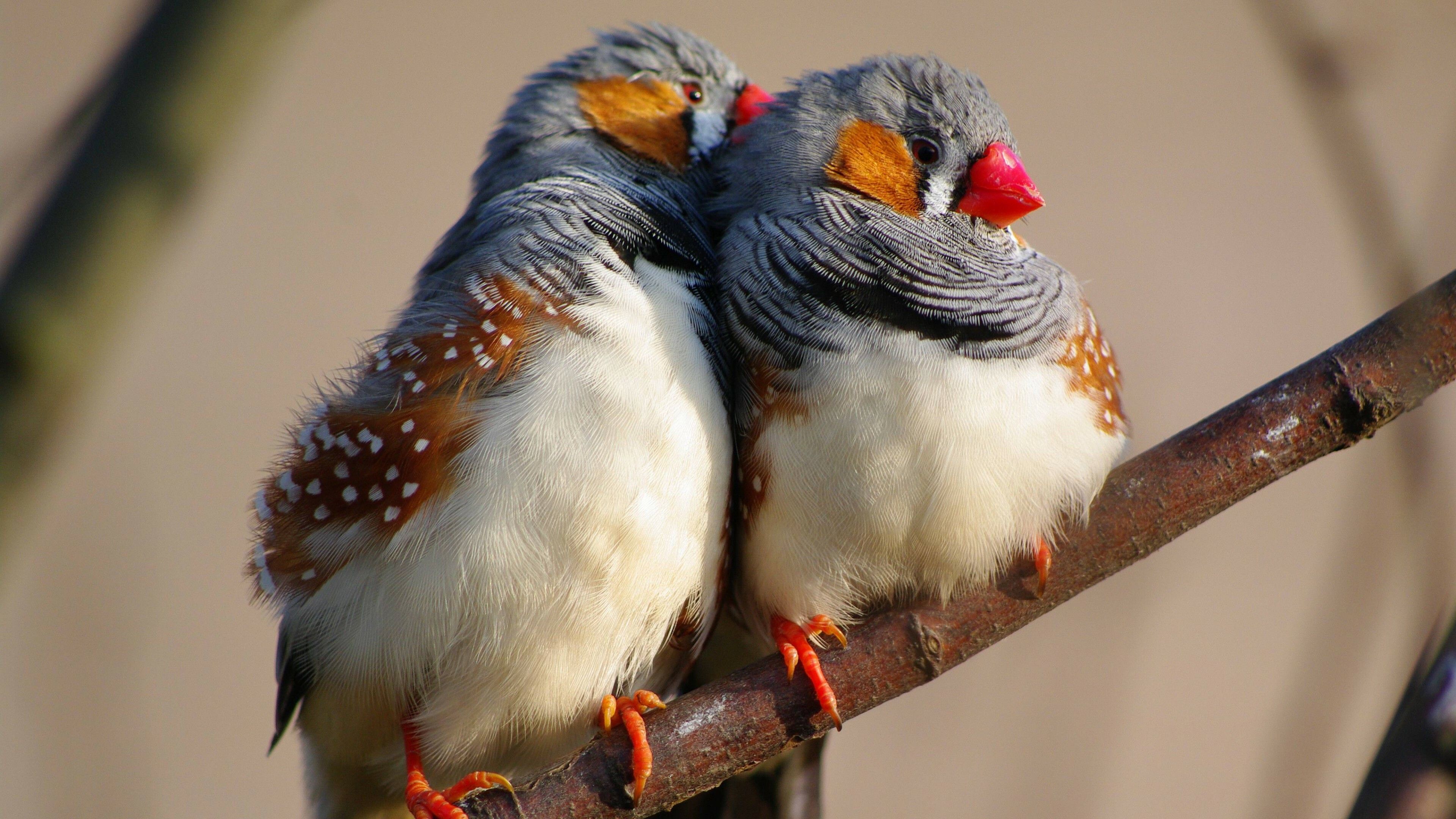 3840x2160 Bird Wallpaper