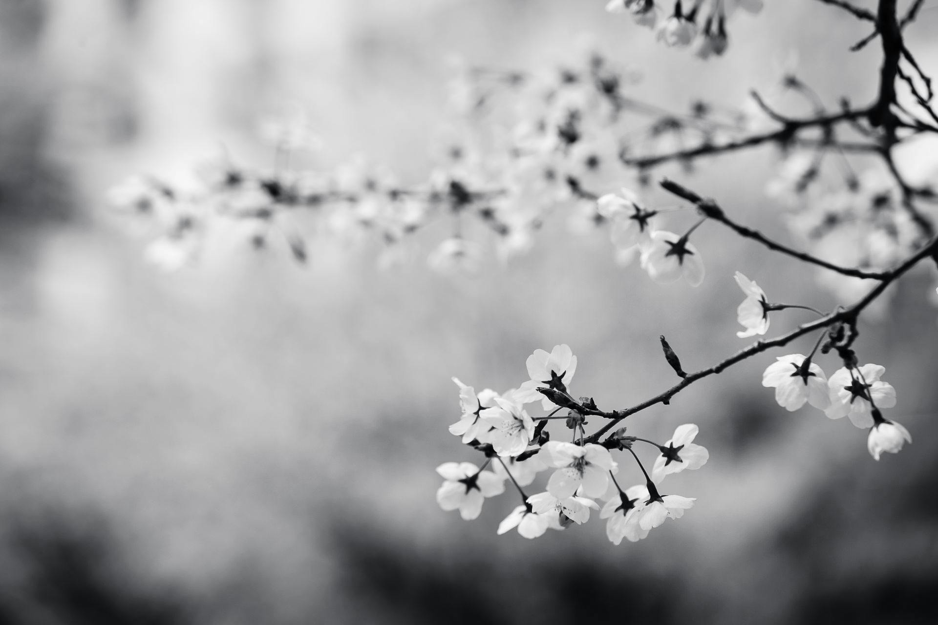 1920x1280 Grayscale Photography of Flowers · Free