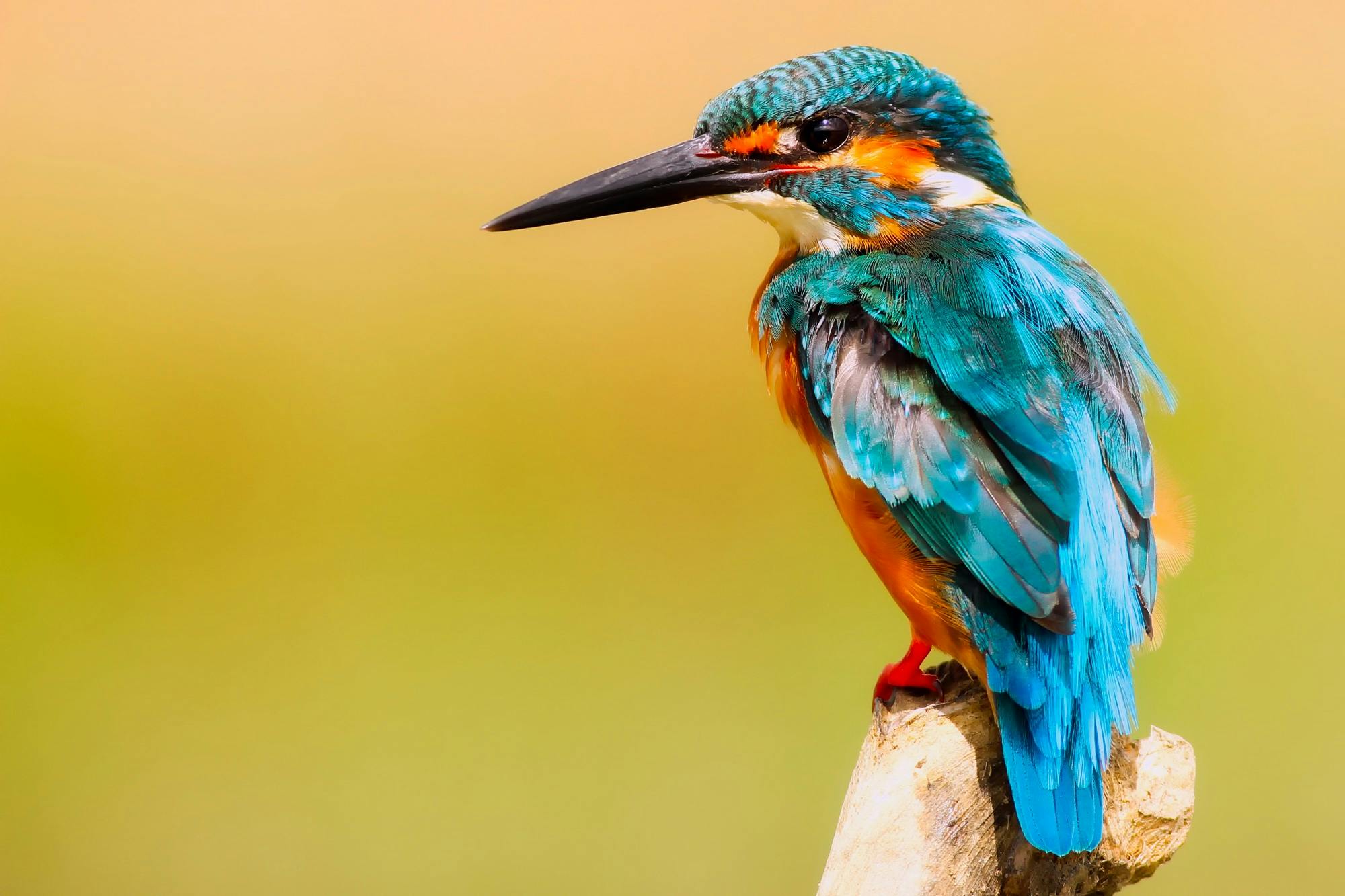 2000x1333 Best Bird Photo · 100% Free Downloads