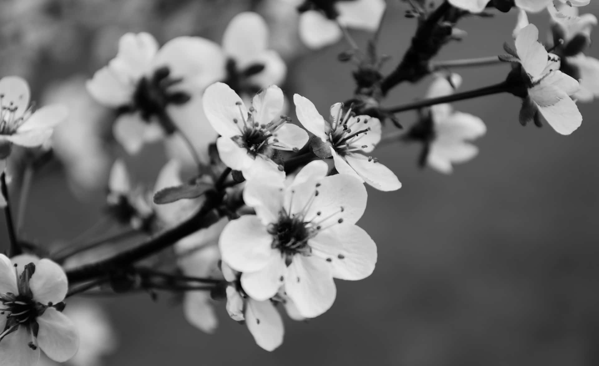 1920x1175 Cherry Blossom Monochrome Wallpaper