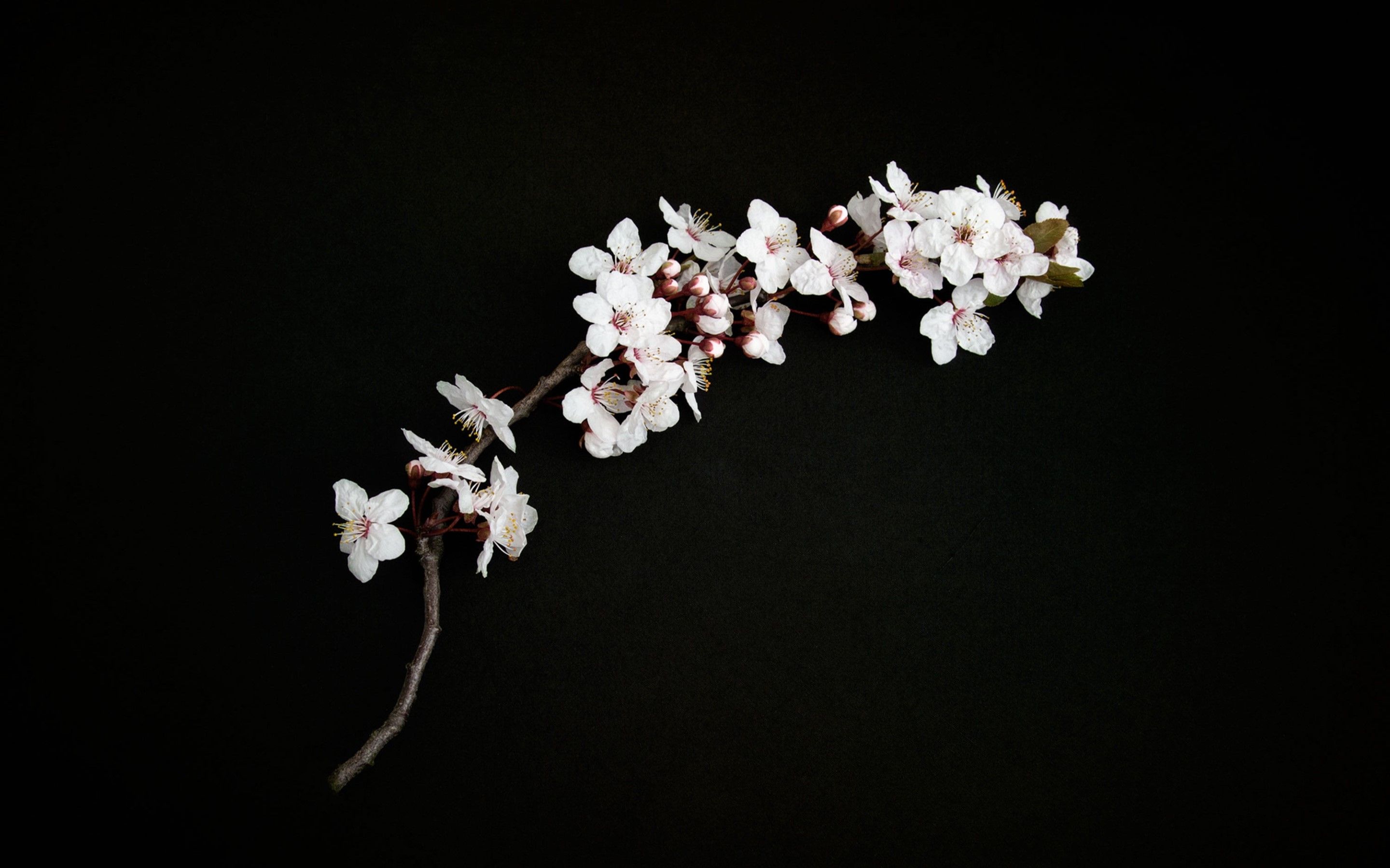 2880x1800 Download Cherry Blossom HD Wallpaper