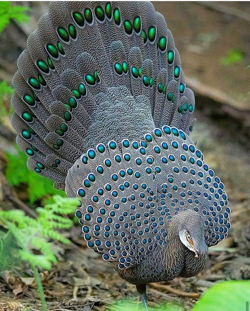 800x994 Beautiful Bird, animals, nature, HD phone wallpaper