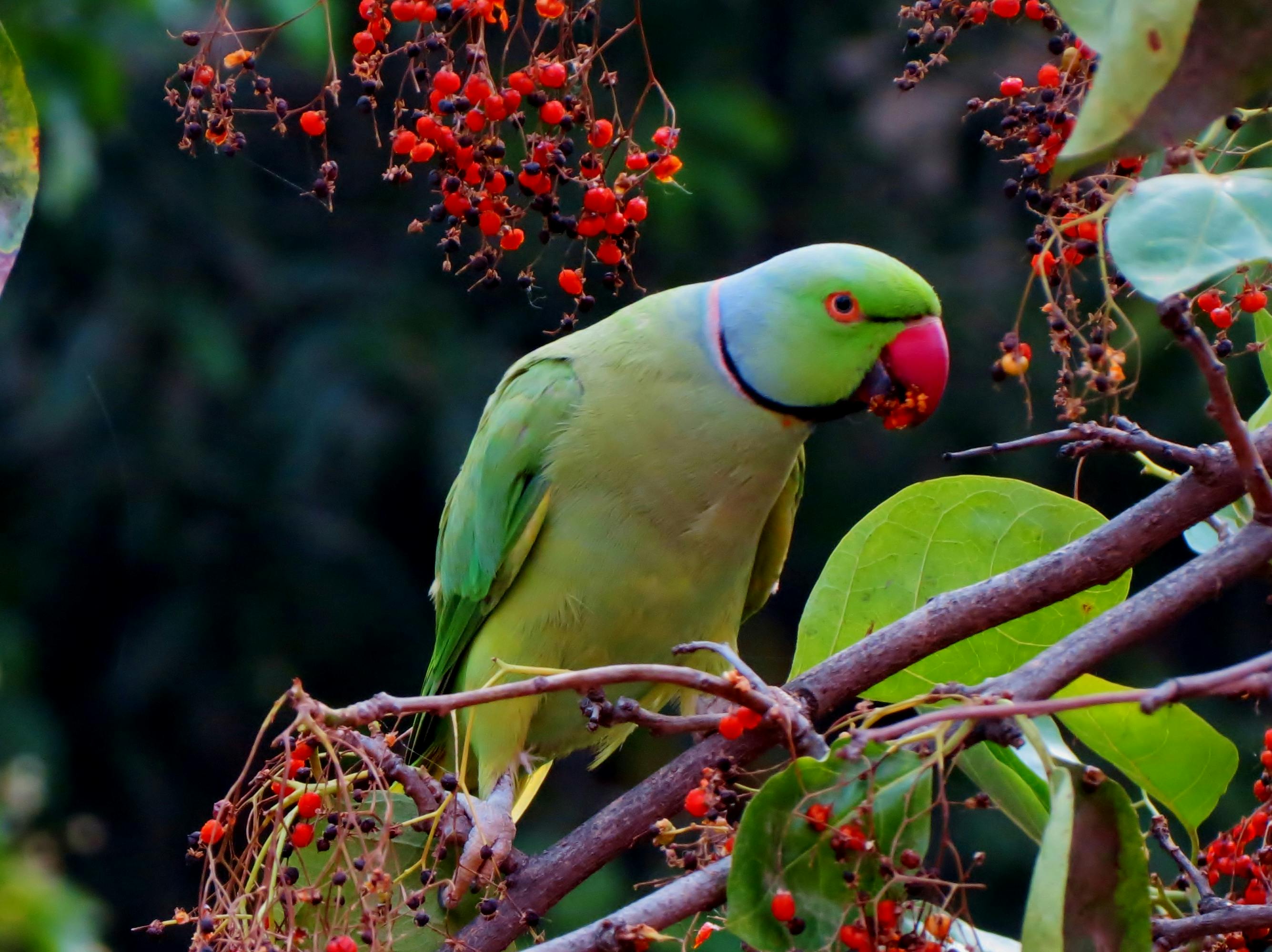 2670x2000 Best Bird Photo · 100% Free Downloads