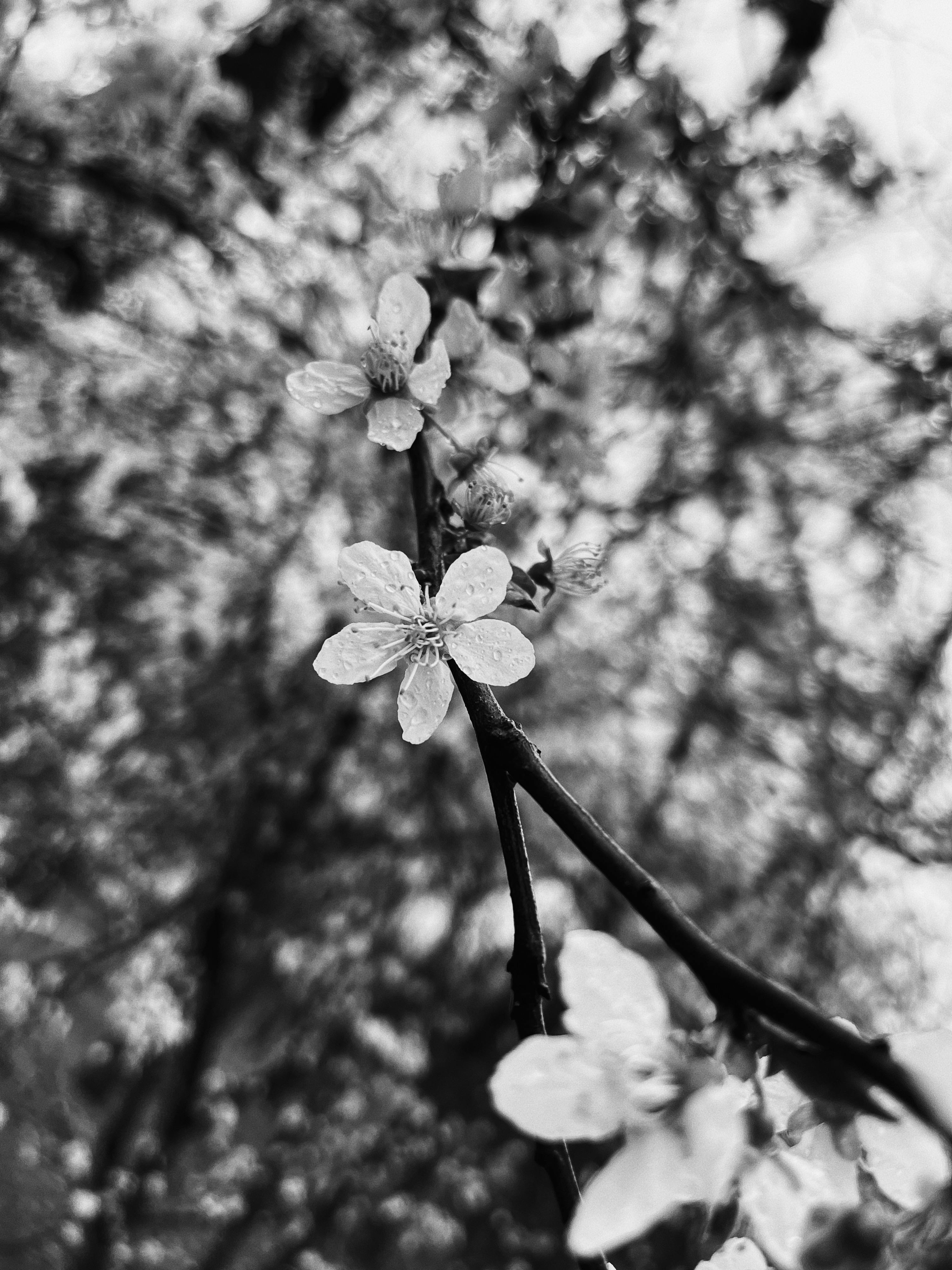 3024x4032 Close Up Photo Of White Cherry Blossom Flower In Grayscale Photography · Free