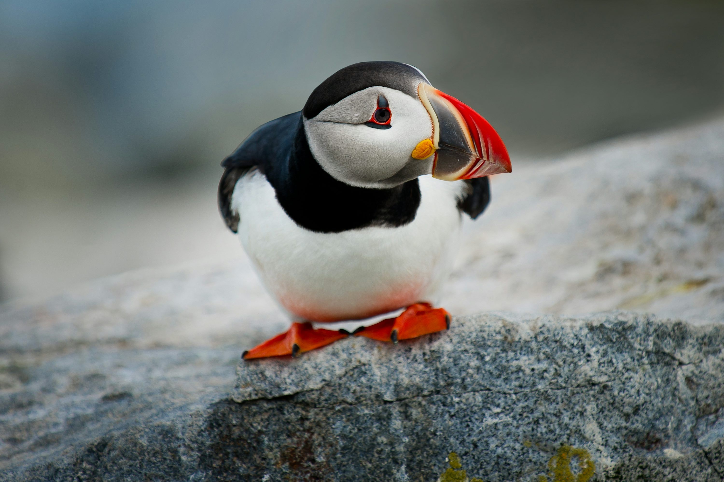 3000x1997 Bird Wallpaper: Free HD Download [HQ]