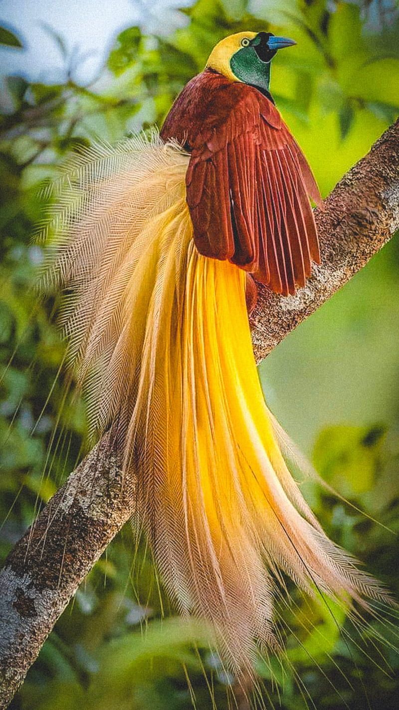 800x1422 Bird of Paradise, bonito, birds, nature, rare, HD phone wallpaper