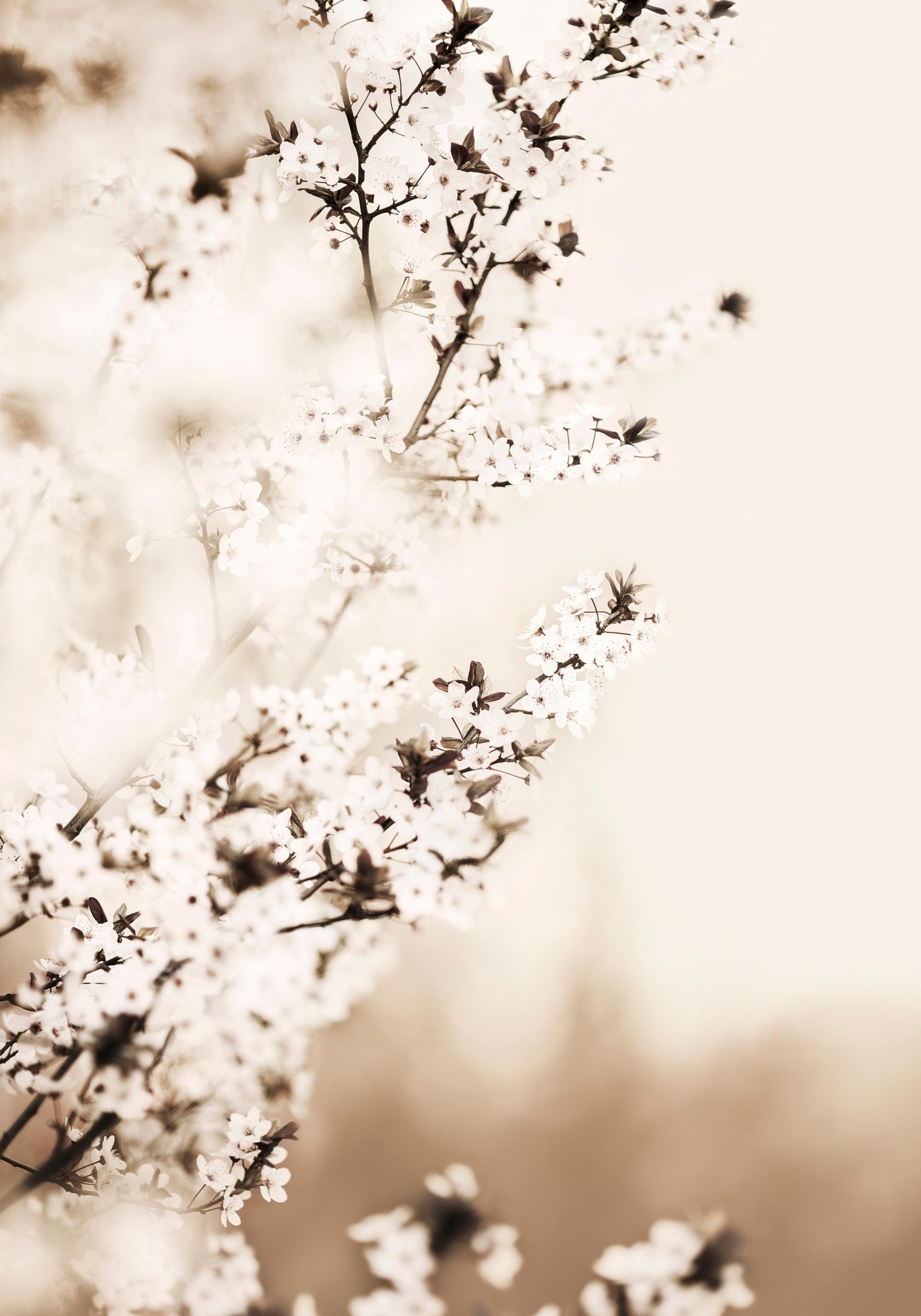 2000x2857 White Cherry Blossom Poster