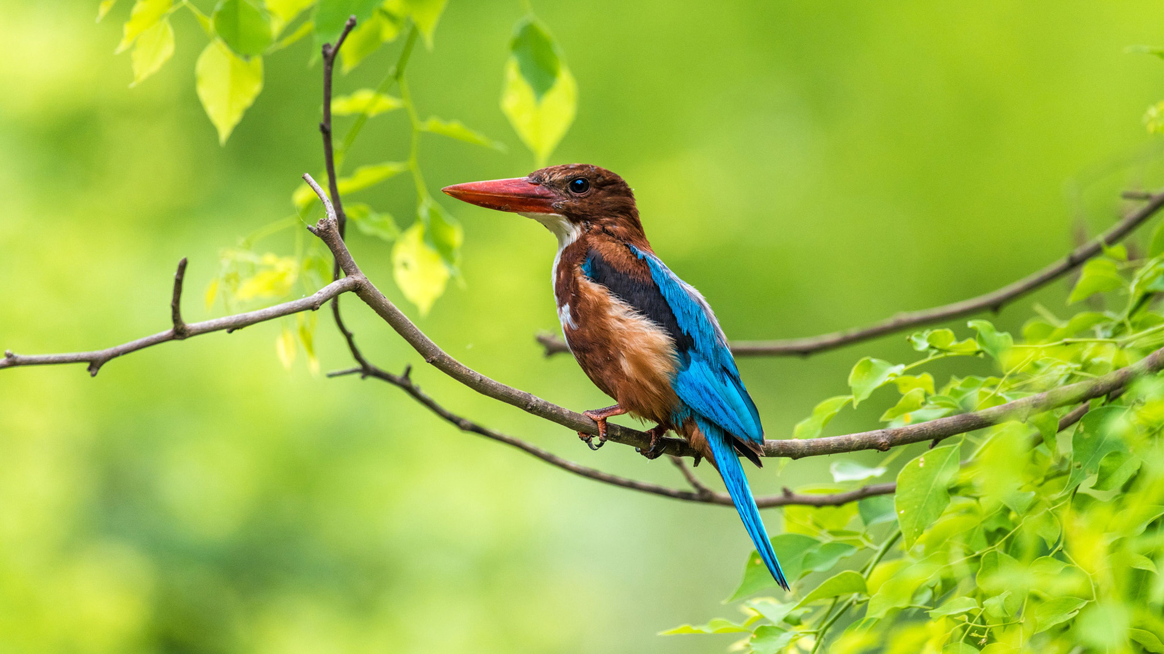 3840x2160 Kingfisher (Bird) Wallpaper